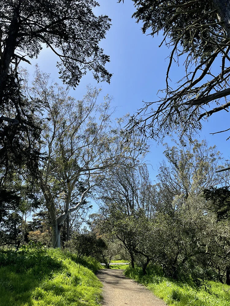 Thinning of Eucalyptus trees