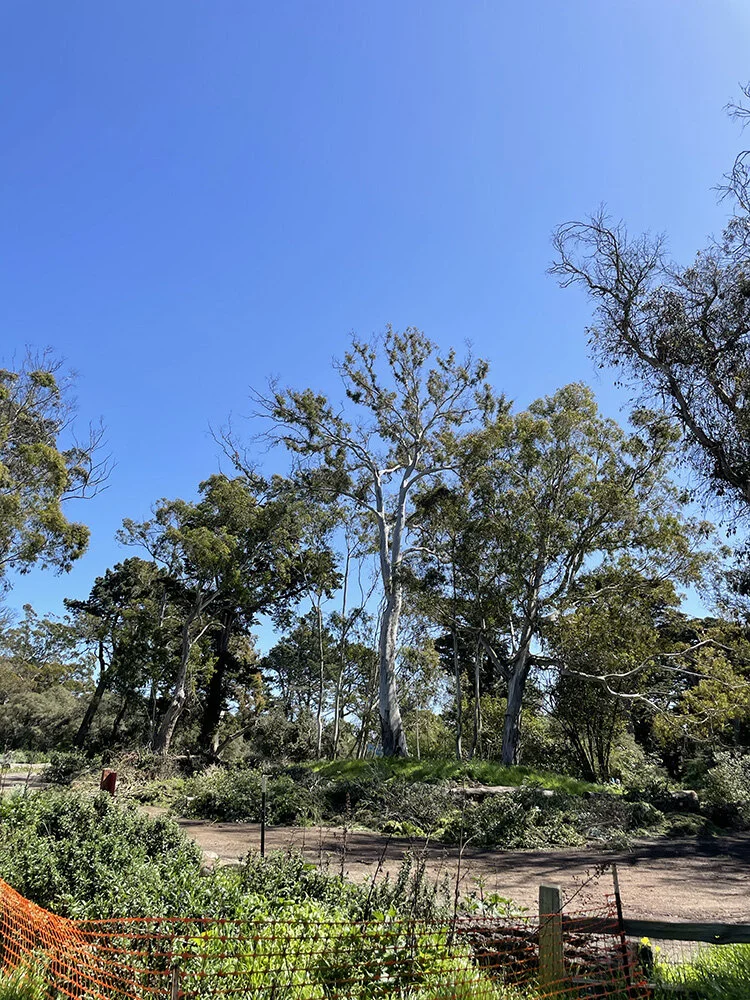 Thinning of Eucalyptus trees
