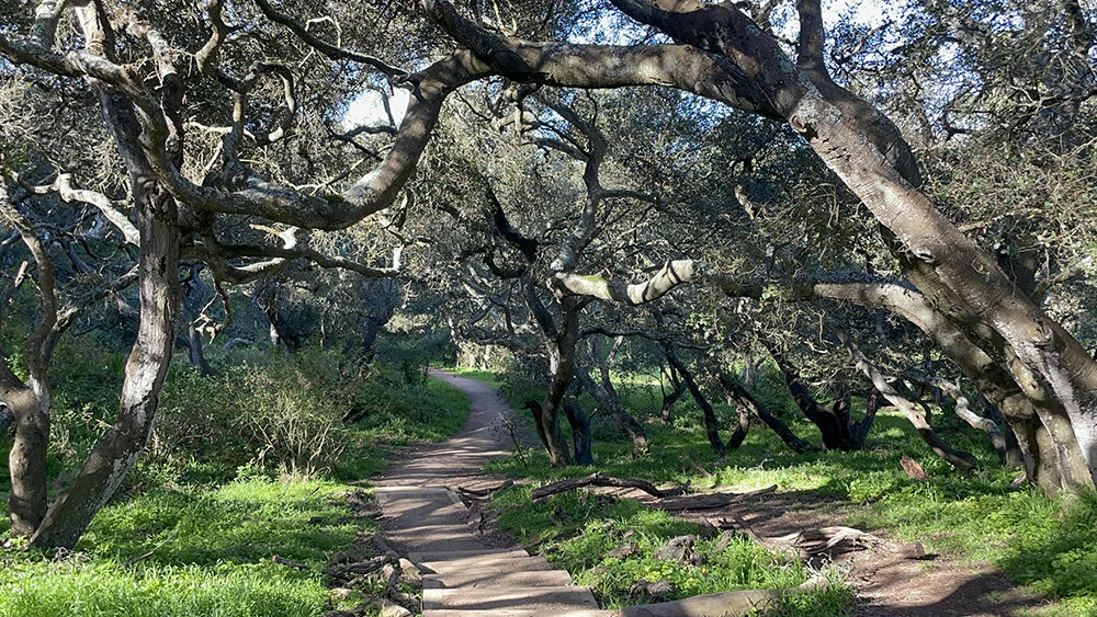 Gasp at the Oak Woodlands!