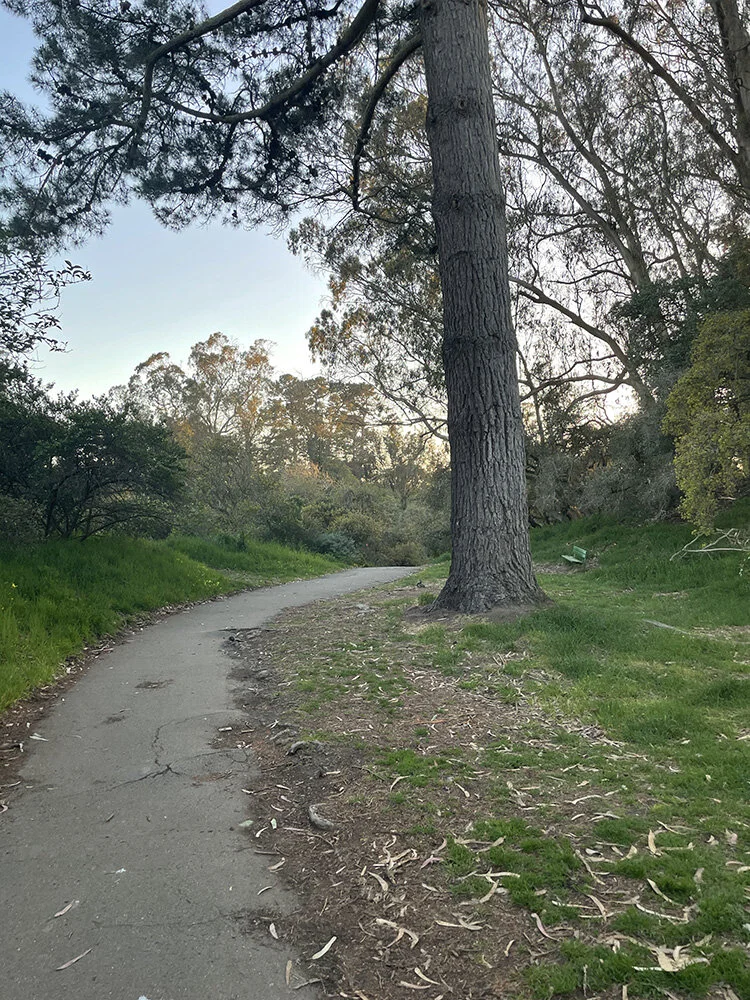 I said “stop at the cypress tree” but it’s actually a pine tree…