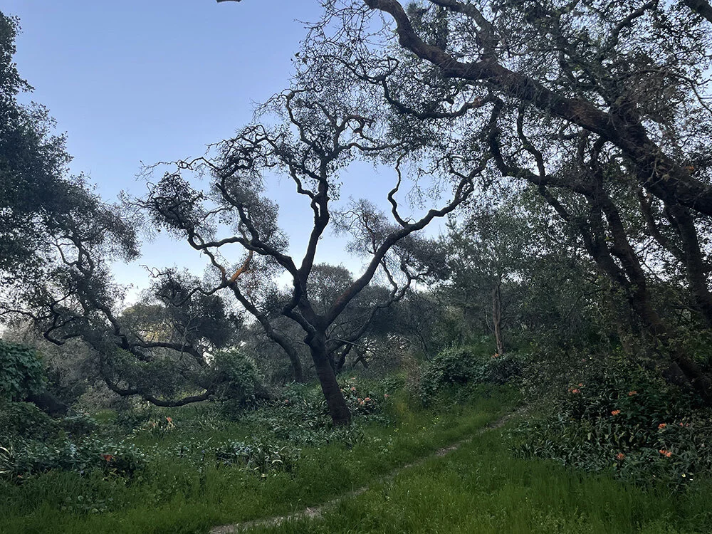 Look left towards the oaks, can you hear the birds?