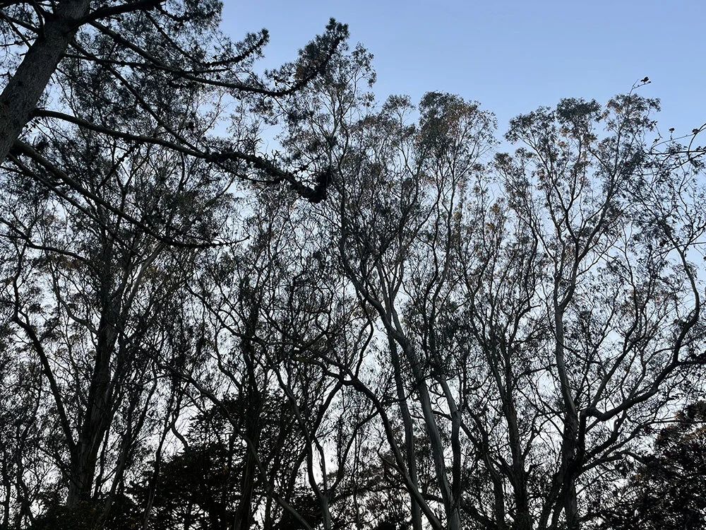 Look right towards the eucalyptus, can you hear the birds?