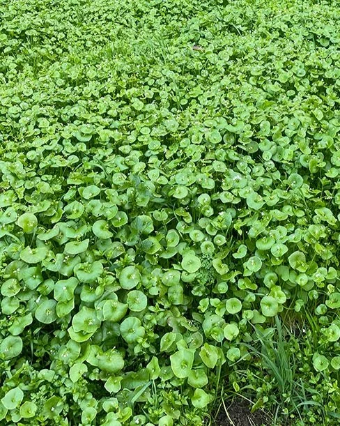 Find some Miners Lettuce! This is edible.