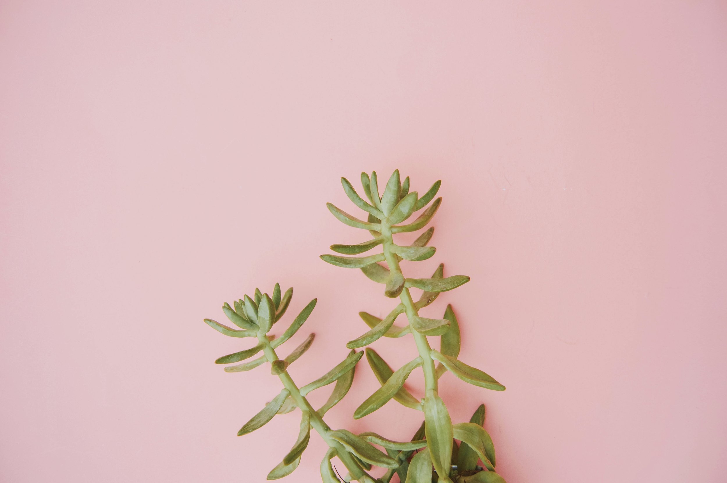 bianca-castillo-1599083-unsplash.jpg