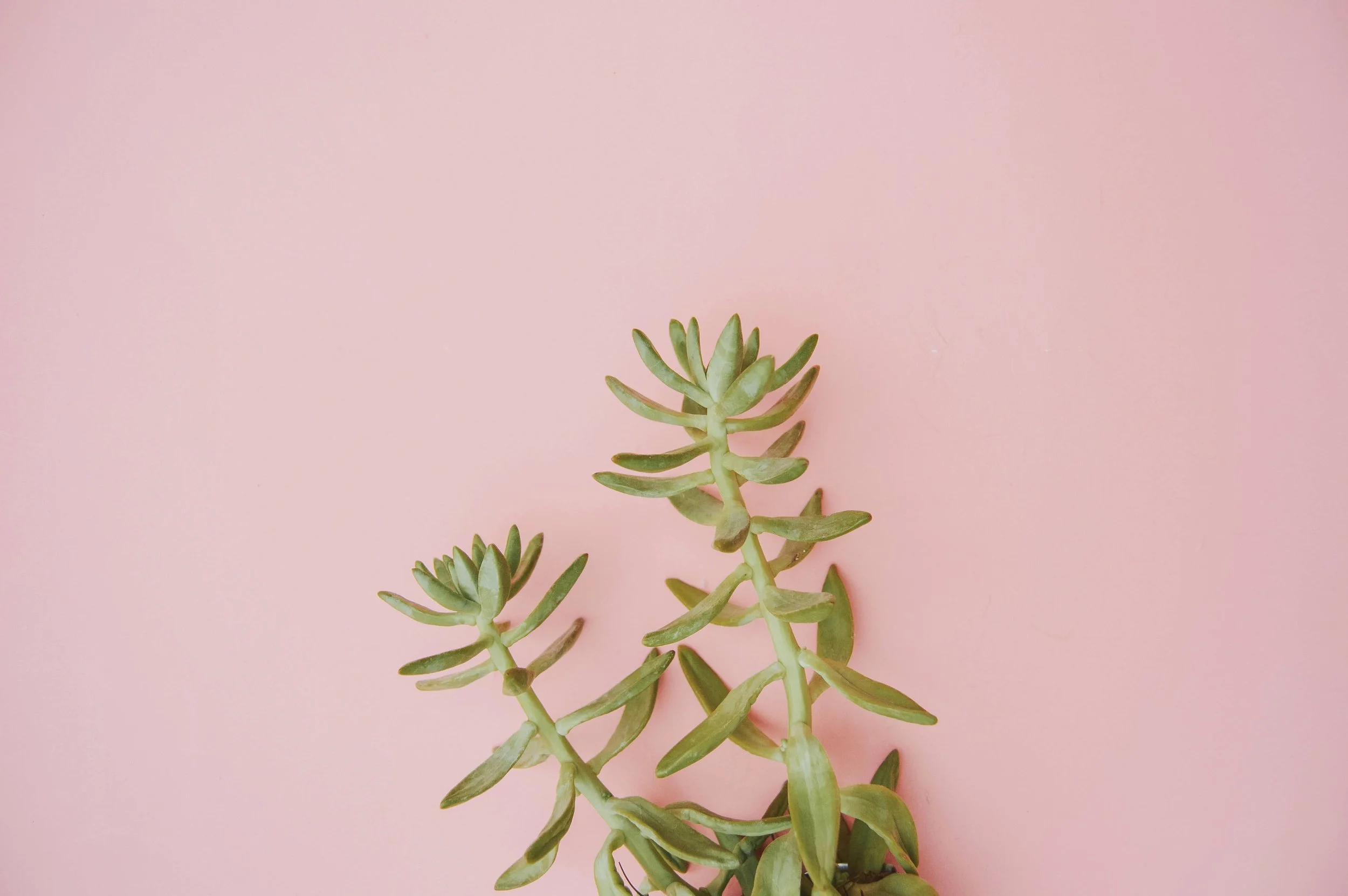 bianca-castillo-1599083-unsplash.jpg