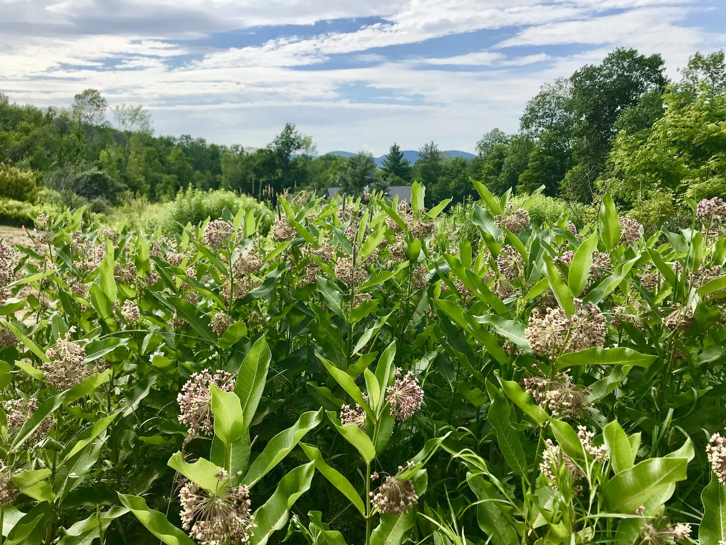 Milkweed Planting Instructions