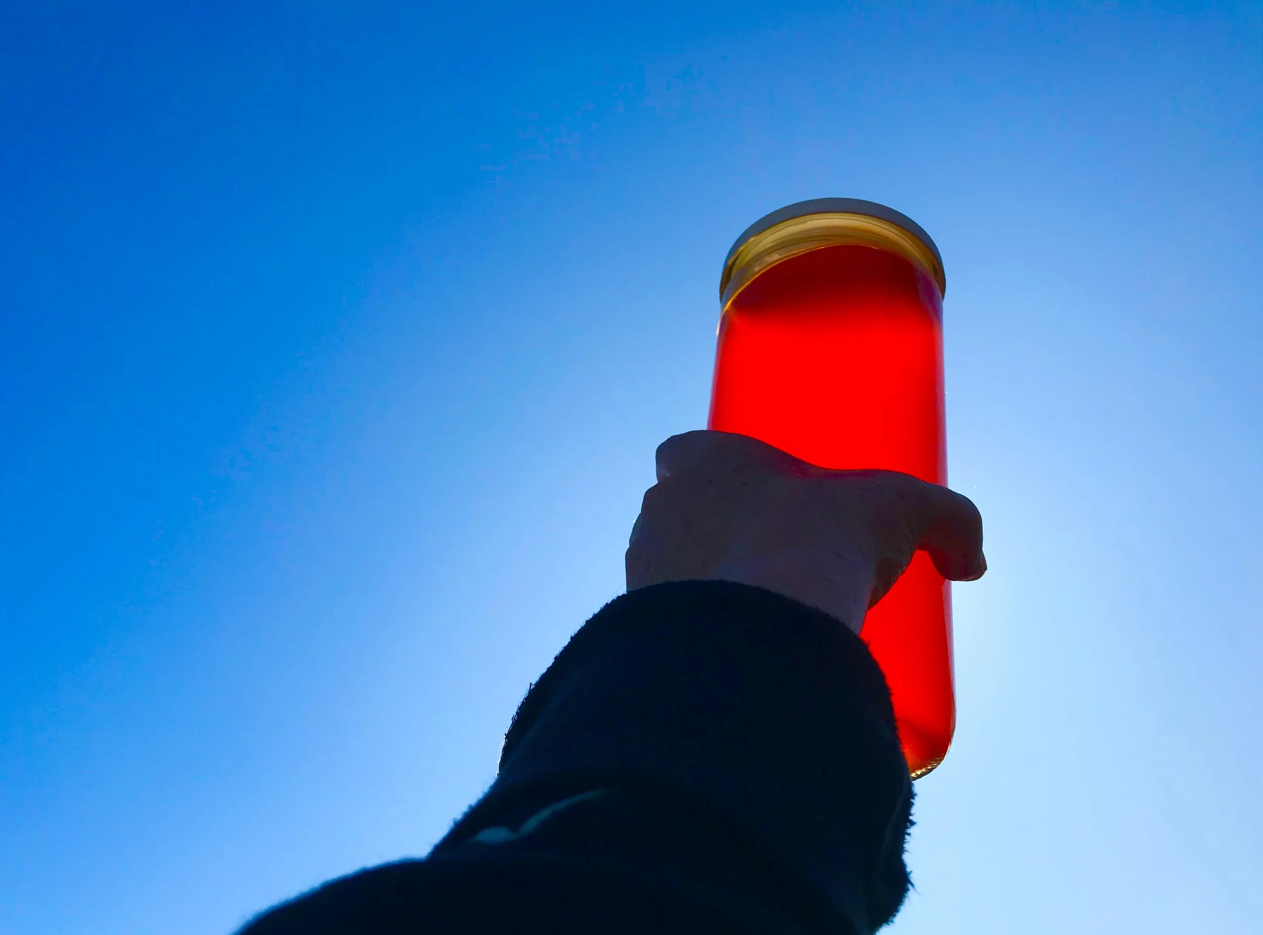 Ode to Autumn Olive, or “Autumn Berry” (Elaeagnus Umbellata)