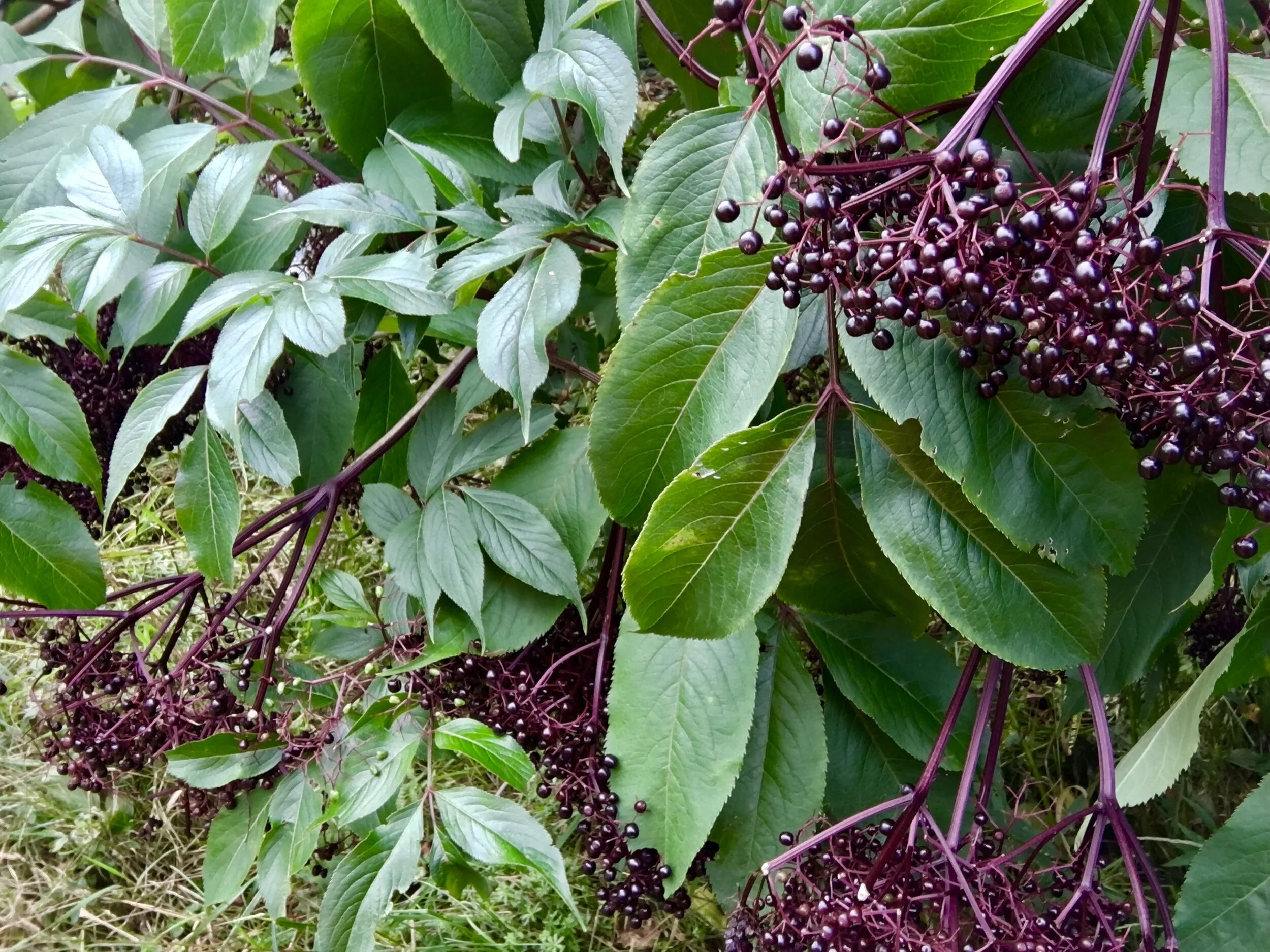 HERBAL TREATMENT FOR CORONAVIRUS INFECTIONS by Stephen Harrod Buhner