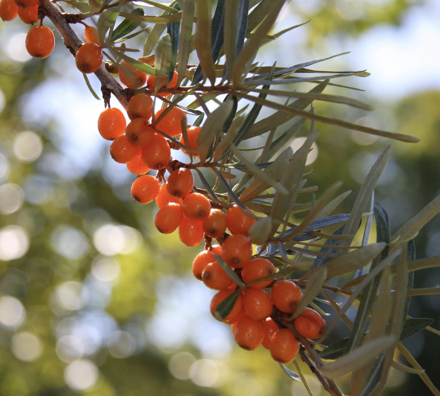 How to use Seaberries: Making Seaberry Nectar