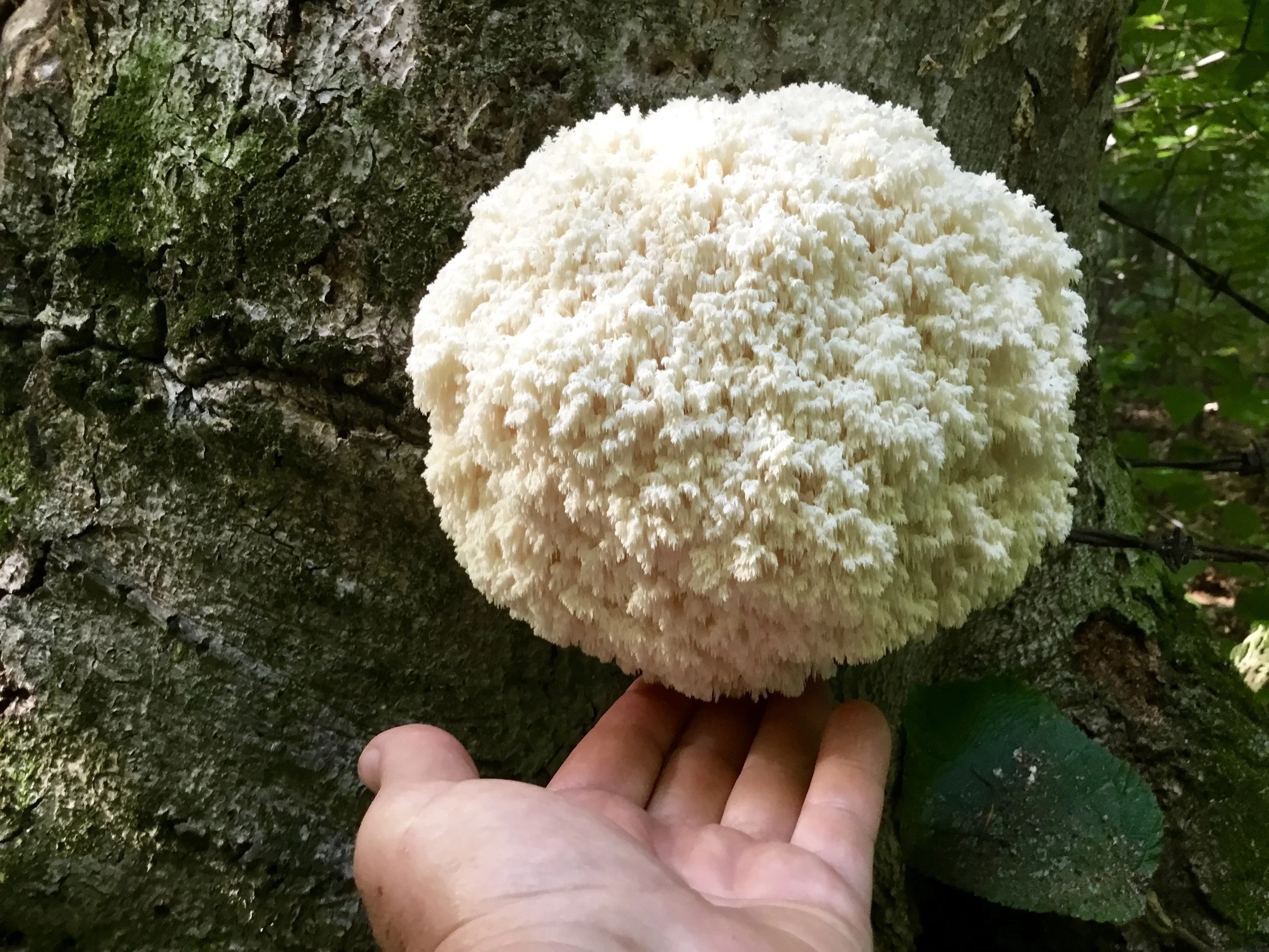 Vermont Wild Comb Tooth/Lion's Mane Tincture (Hericium coralloides)