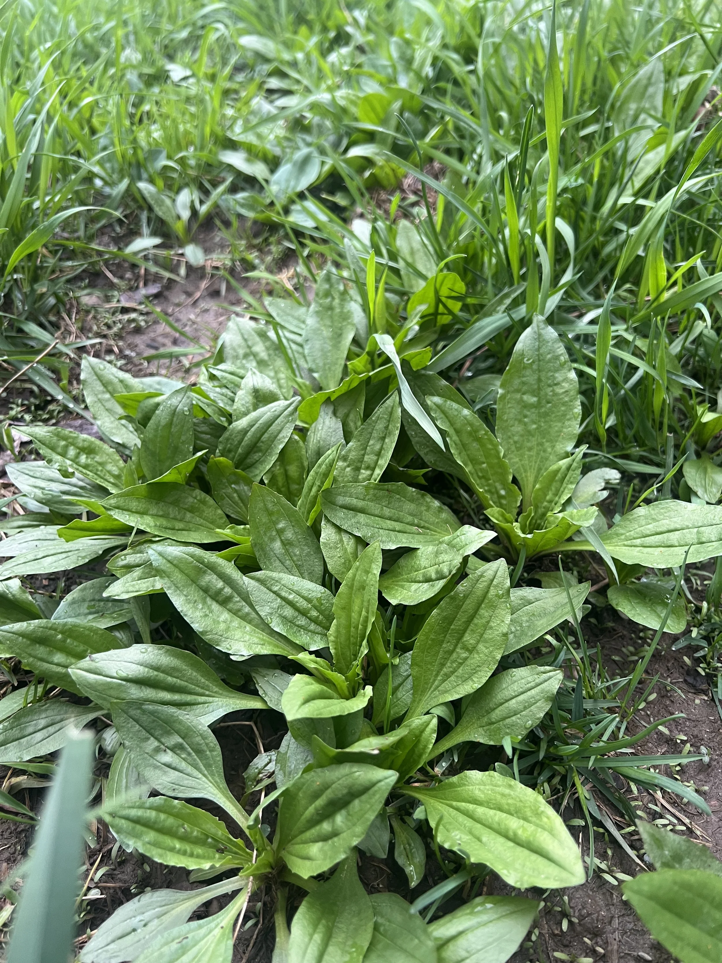 Plantain Salve: Skin Healing, Topical Wound & Bite Treatment