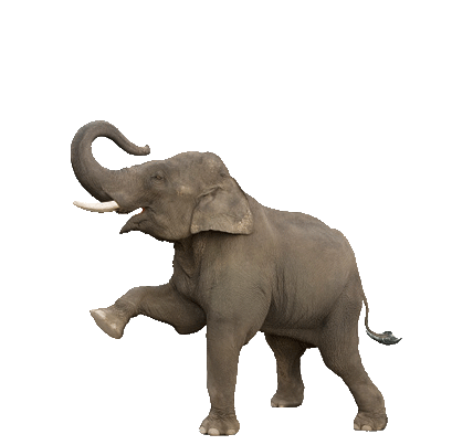 Nice-Trunks.gif