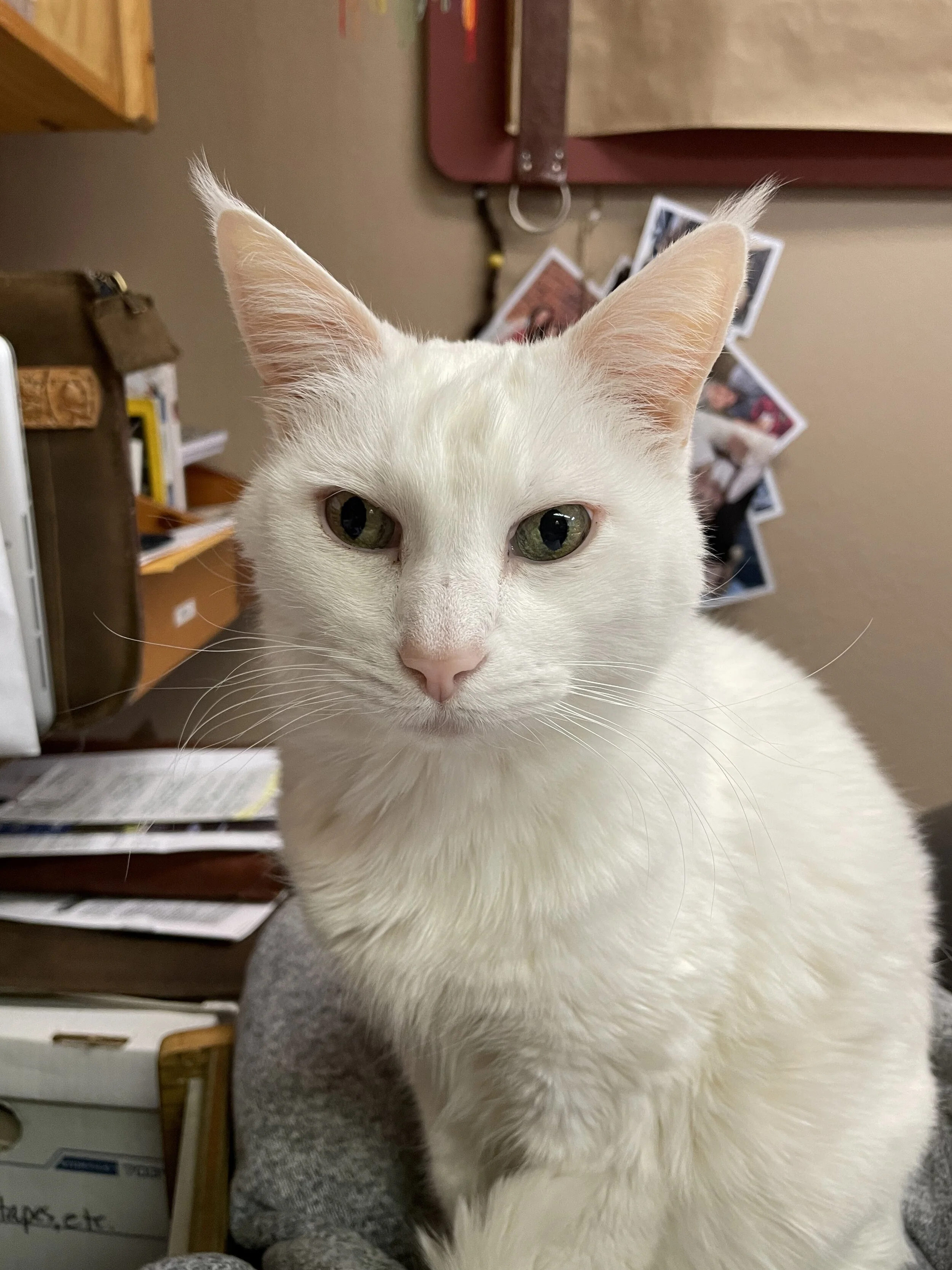 Our Shop Cat Loki Was A Rescue Who Picked Us