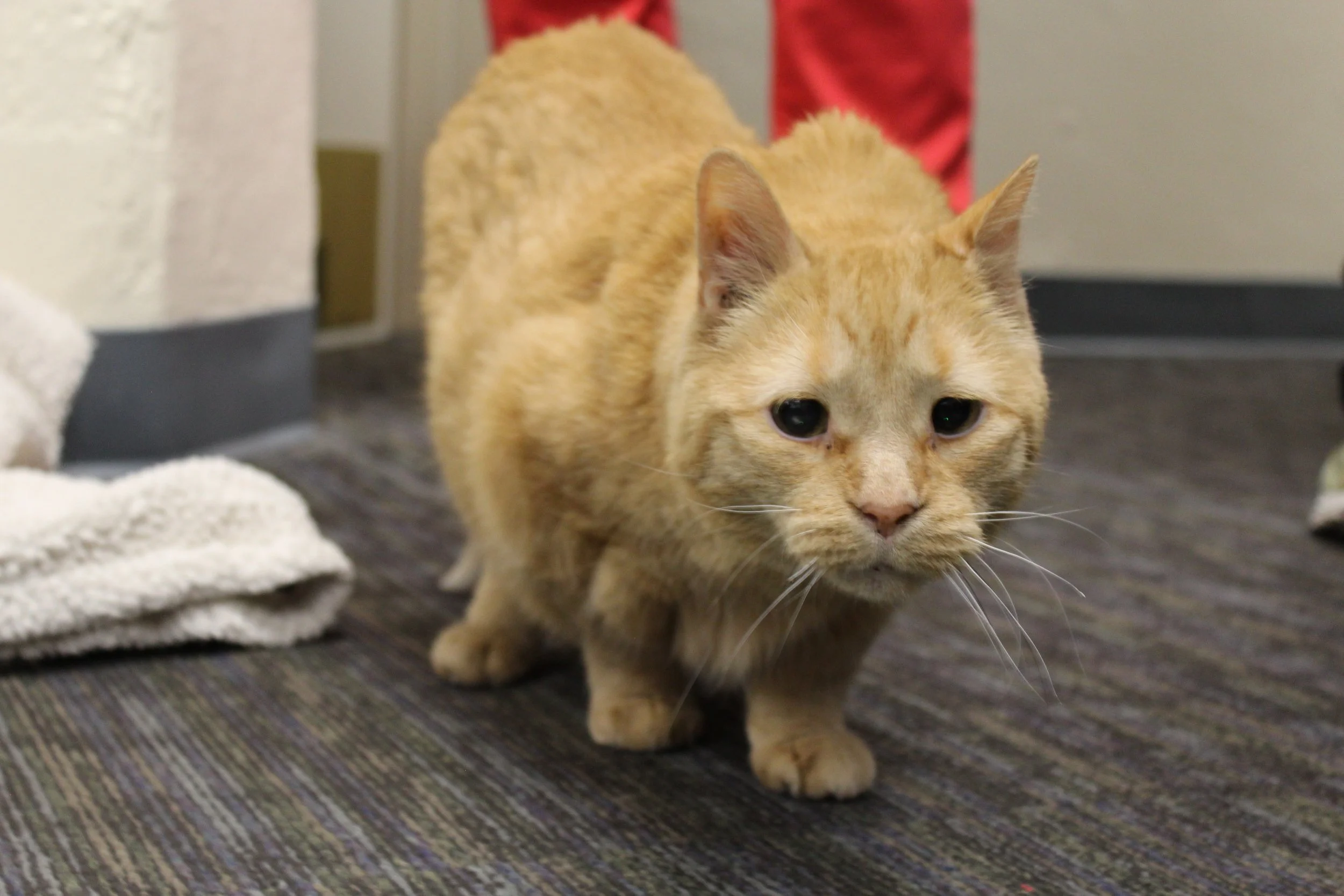 Meet Pumpkin, the cat inspiring Ohio college students to vote