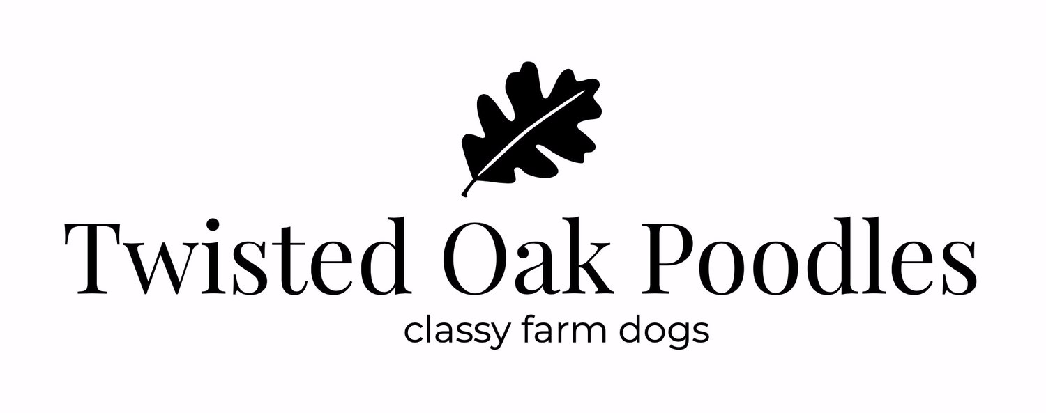 Twisted Oak Poodles
