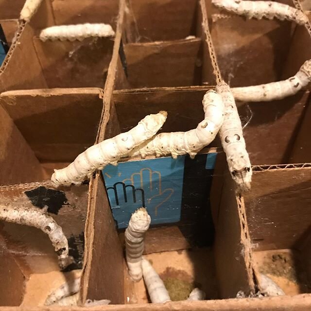 Most of the silkworms are living in these little cardboard &ldquo;apartments&rdquo;, perfect for them to cocoon inside. They often will walk along the top before finding the right place to cocoon.