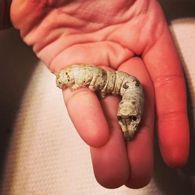 Take a look at this absolute beast! She&rsquo;s the daughter of Mothra and Ghidorah (two moths from my previous brood) and by far the largest worm I have!