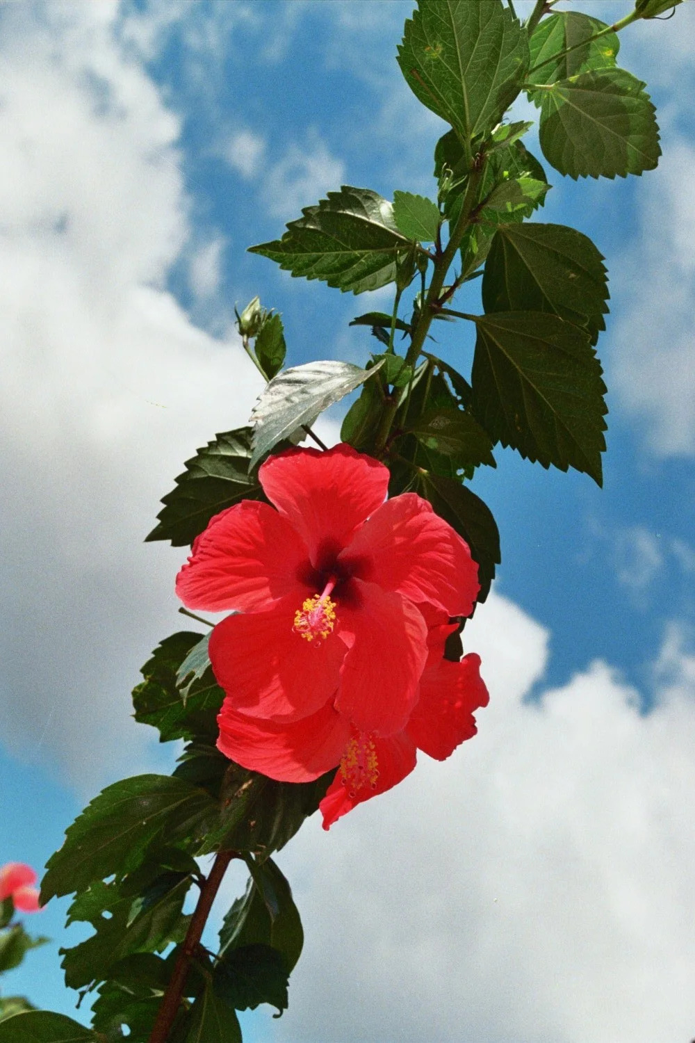 Maui flower