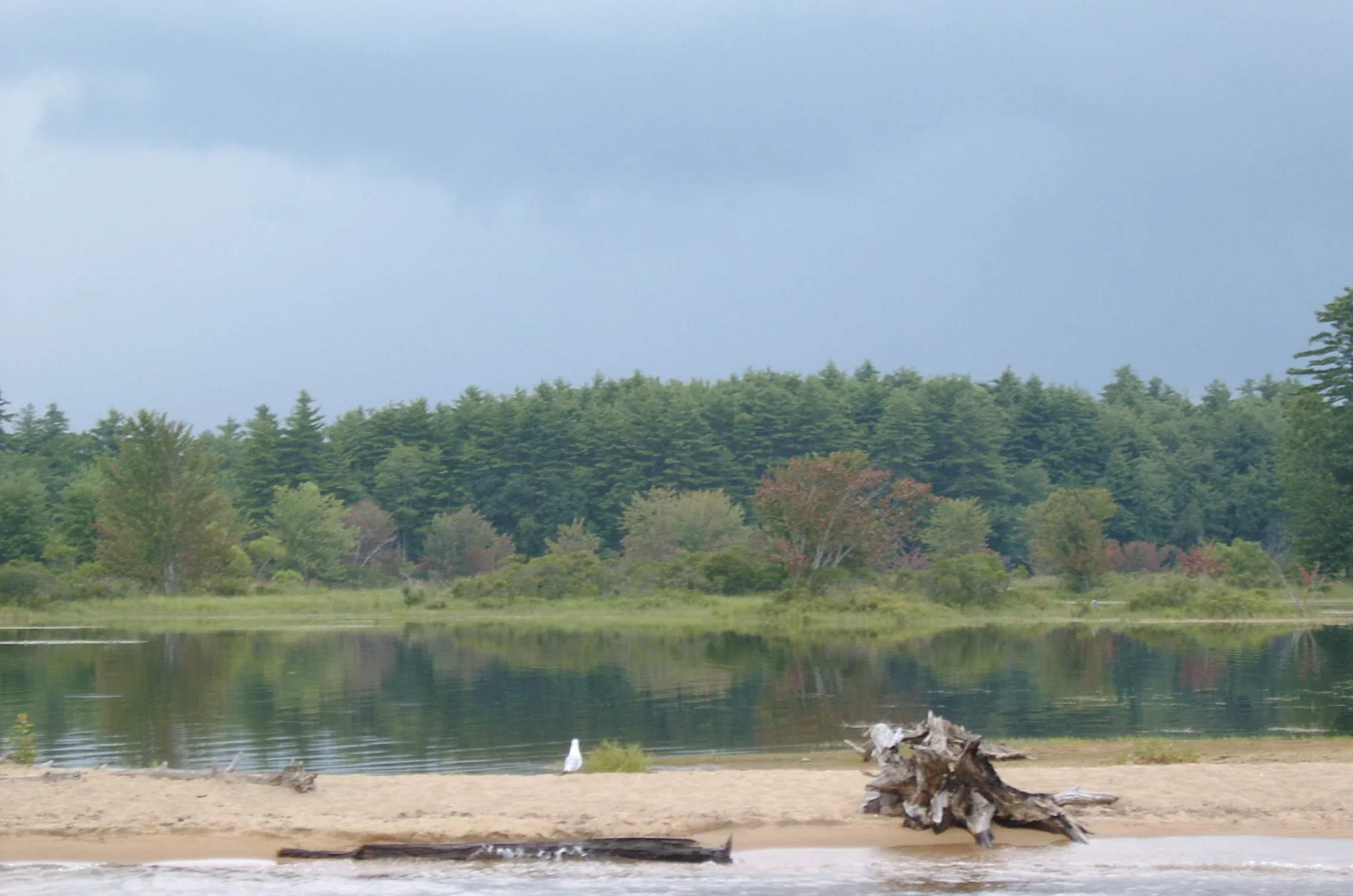 Sebago Lake bird