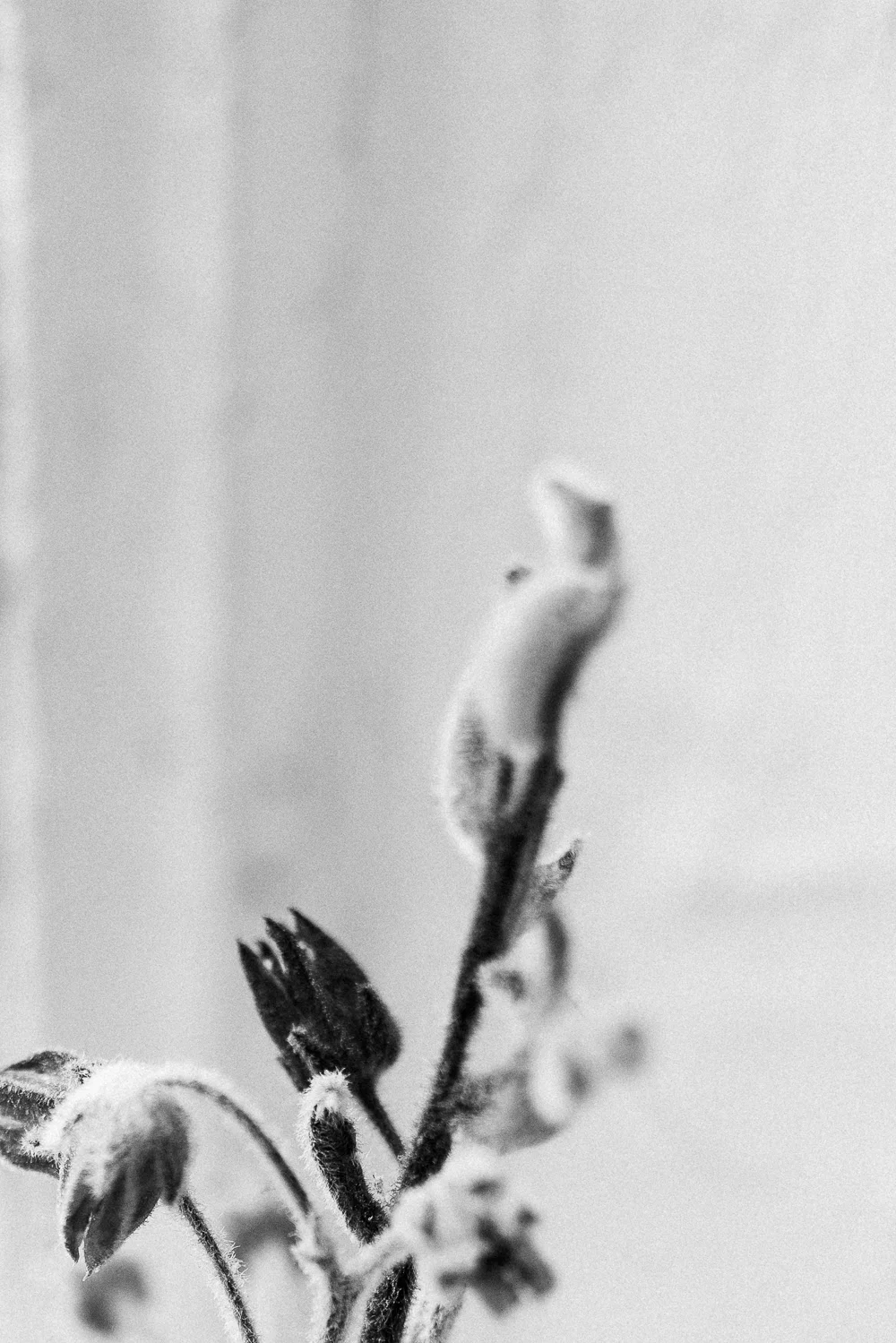 CANDID_SANNEGLASBERGEN STILL 2.jpg