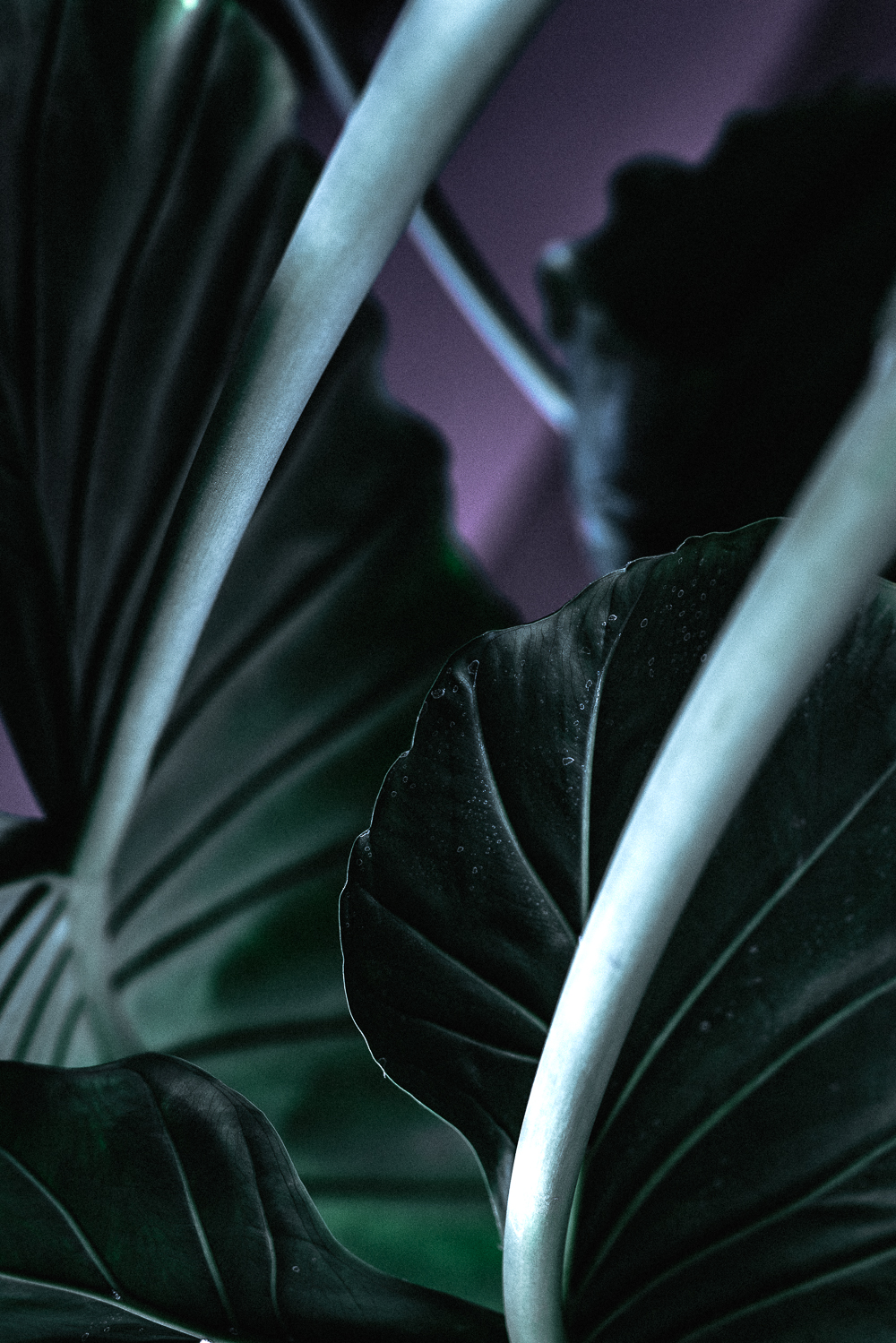 CANDID_SANNEGLASBERGEN STILL 3.jpg