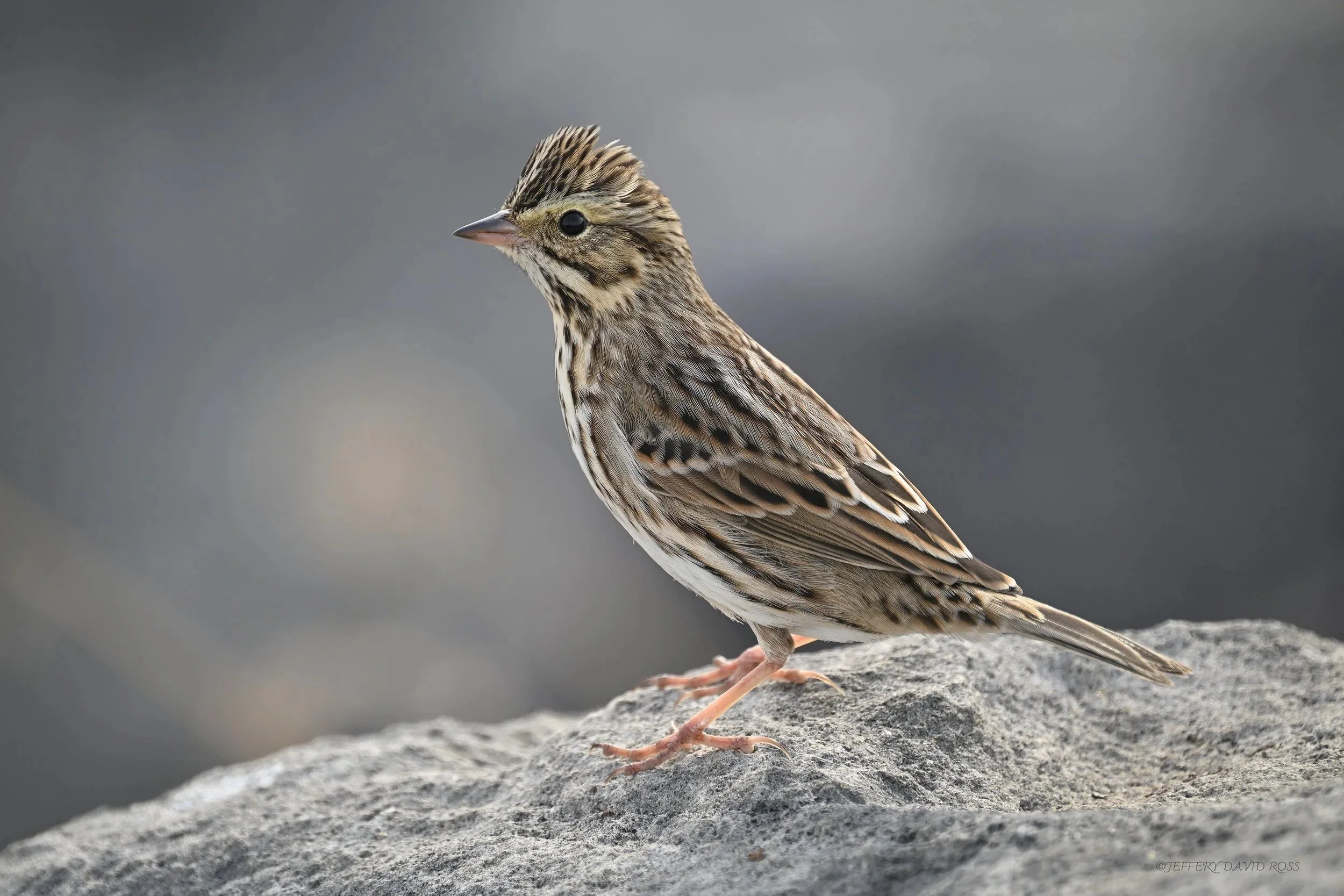 Savannah Sparrow