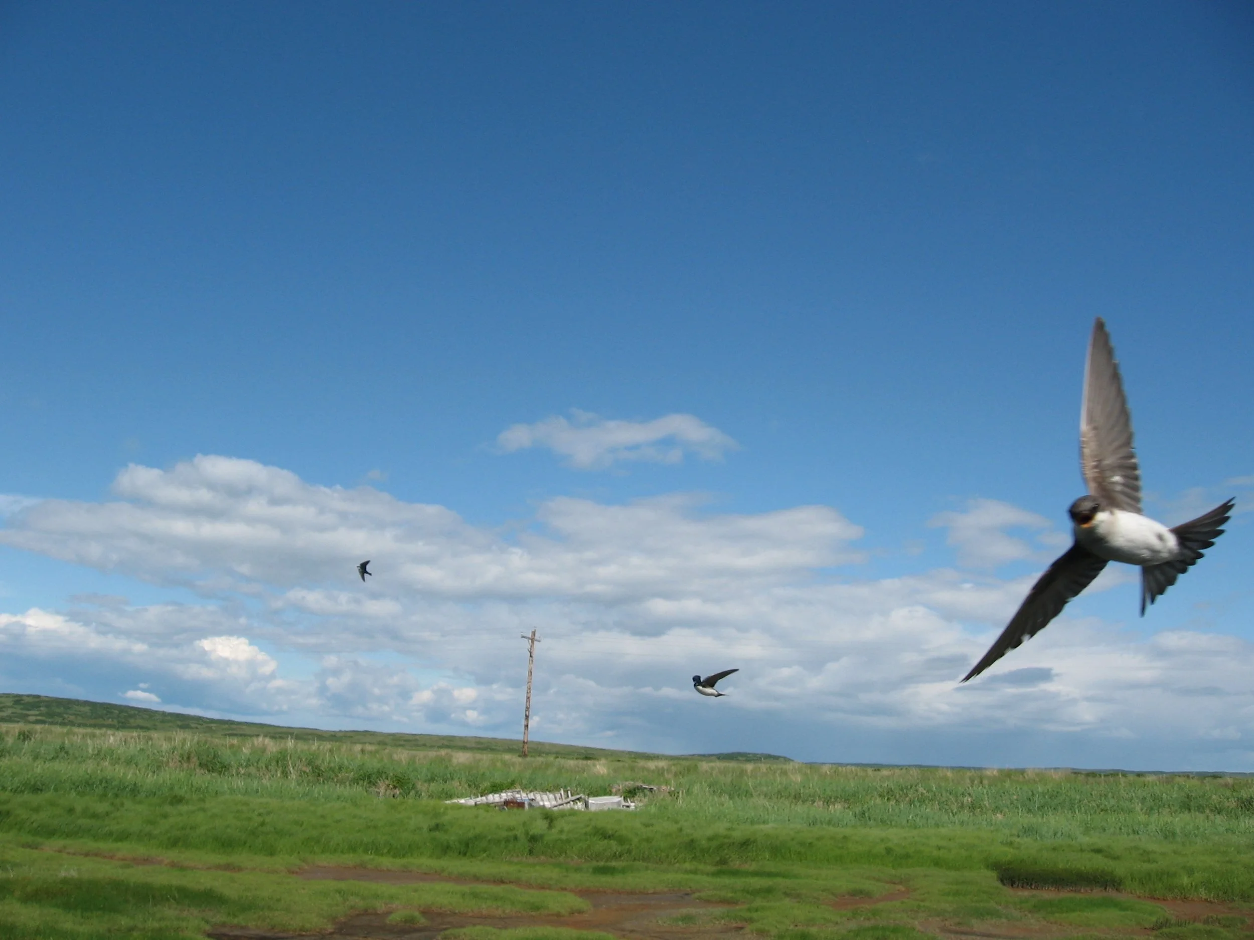 matrix Alaska bird.jpg