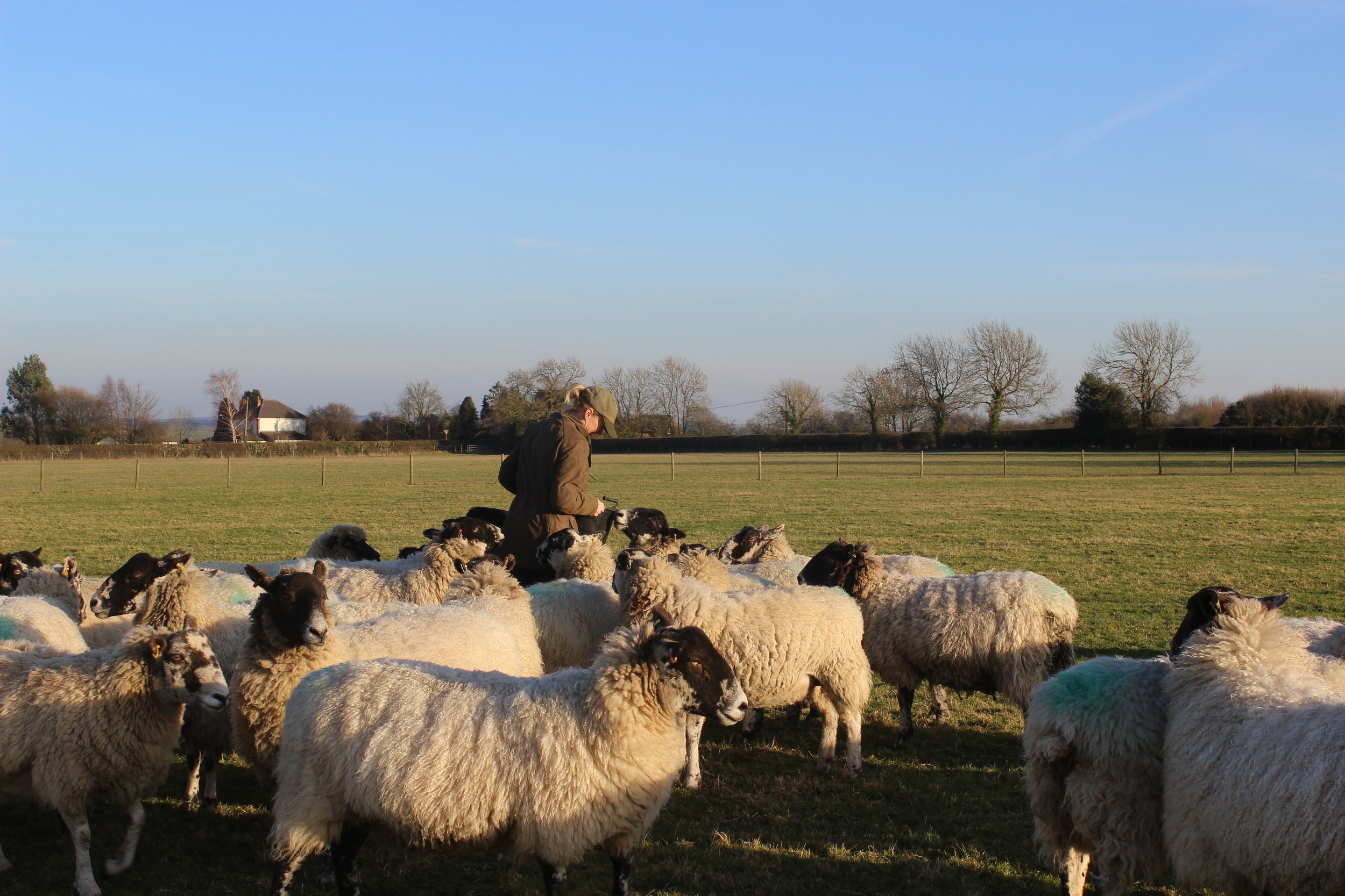 Locally sourced wool products Leicestershire
