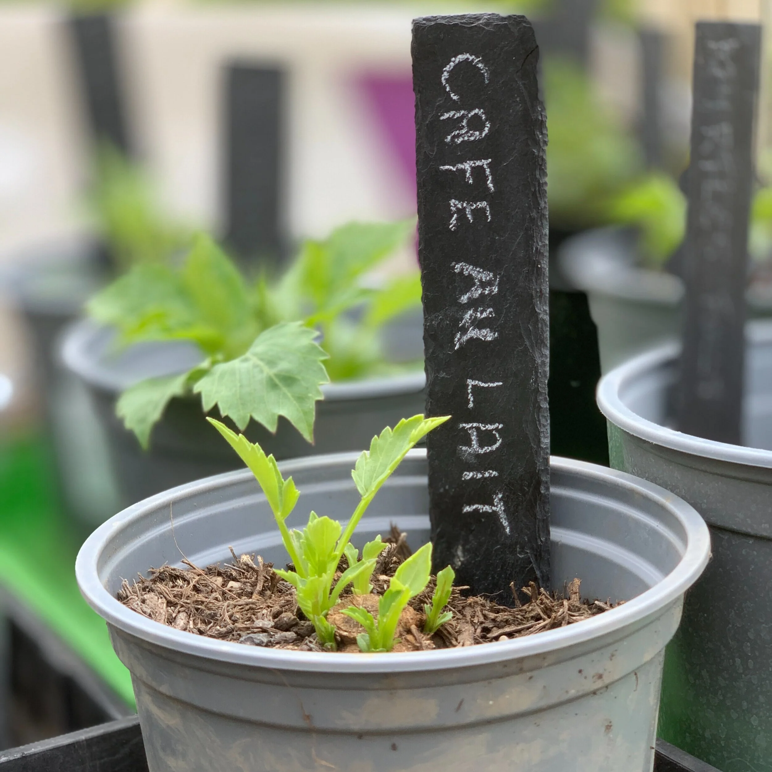 Gardening Gifts
