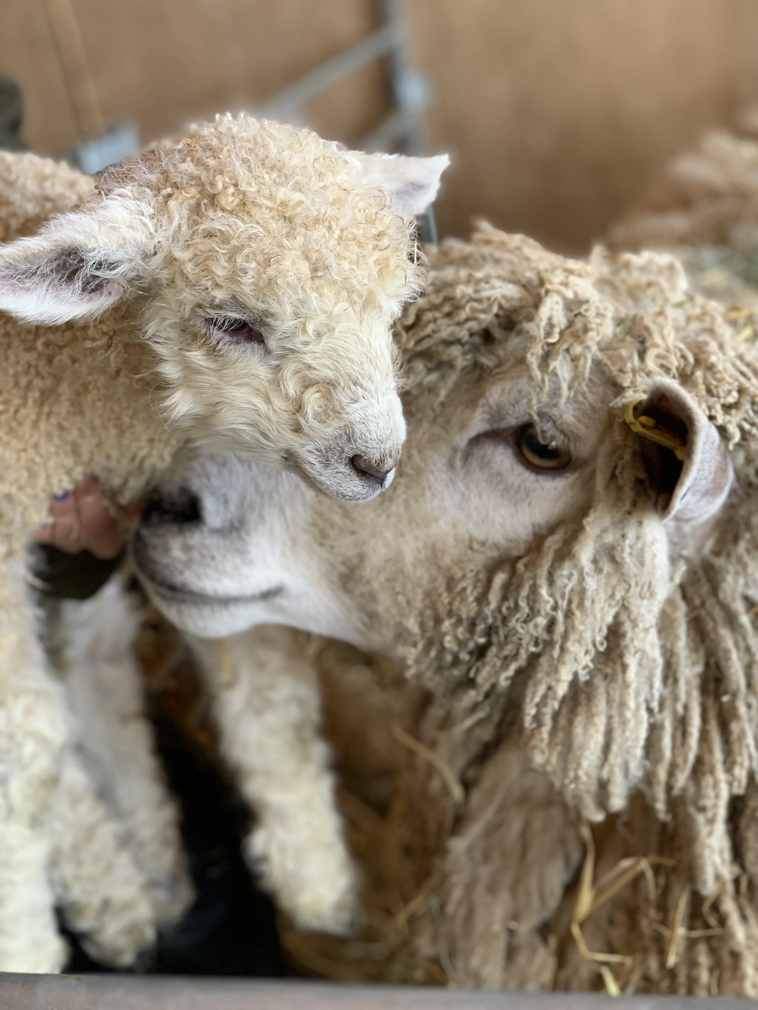 Meet the Flock