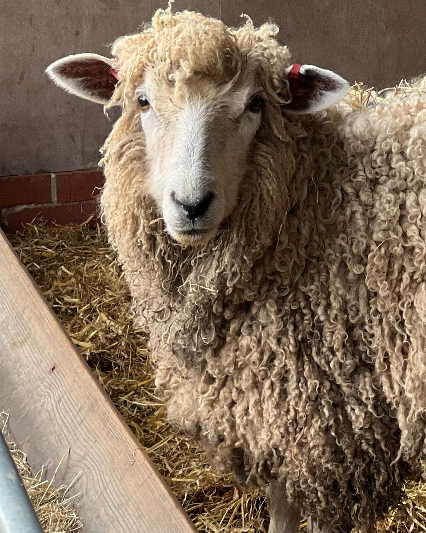 The whole flock had there Clostridial vaccine this weekend, it&rsquo;s a booster for them and I always give this at 4 weeks to aid protection for the lambs in the first few days of life, this is my Leicester Longwool shearling  expecting lambs for th