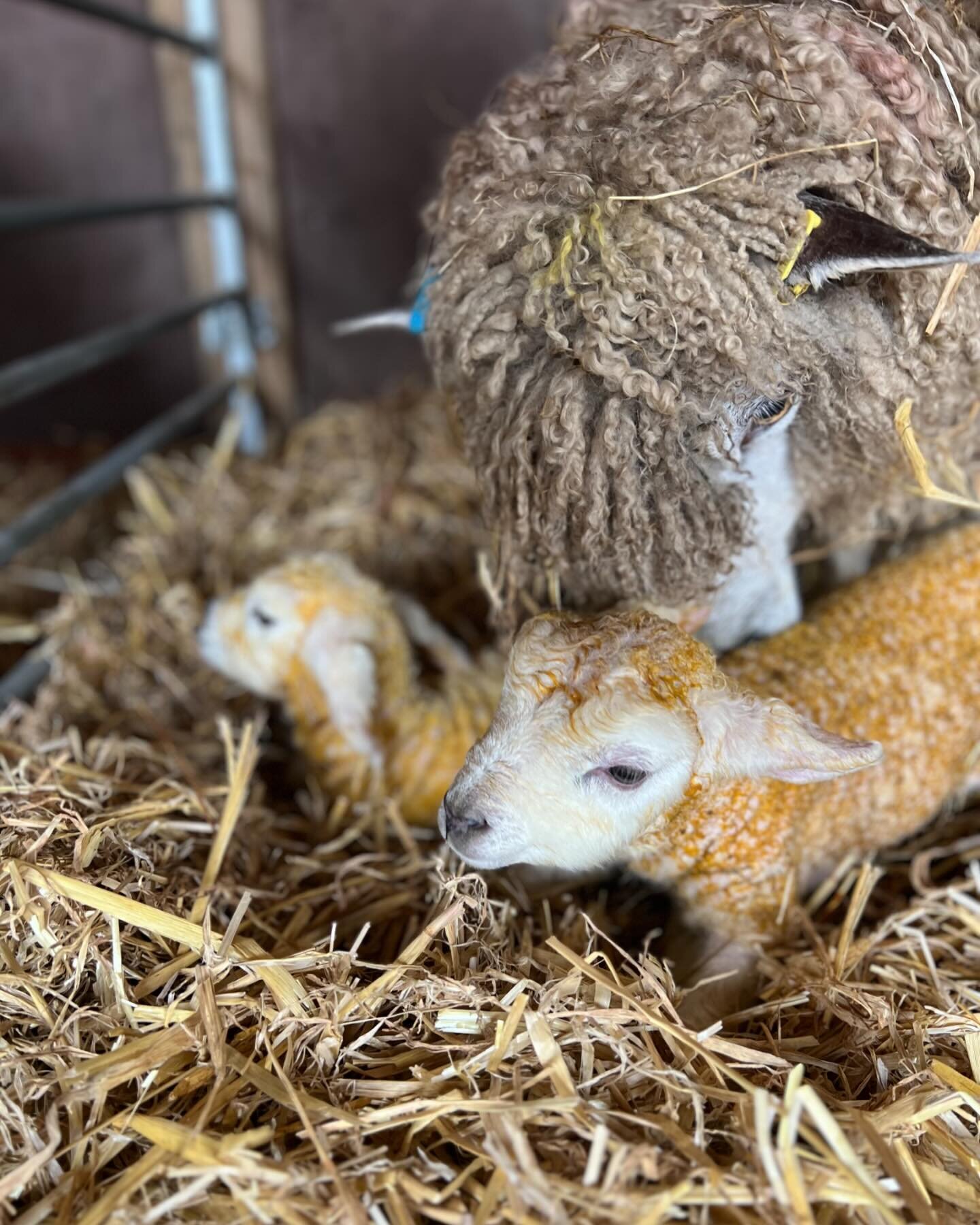 Lambing 2024 has started with a couple of Leicester Longwools having pairs, they aren&rsquo;t due until the weekend but they are healthy sprightly lambs and the mums have masses of milk, first night staying up tonight and it&rsquo;s going to be a sho