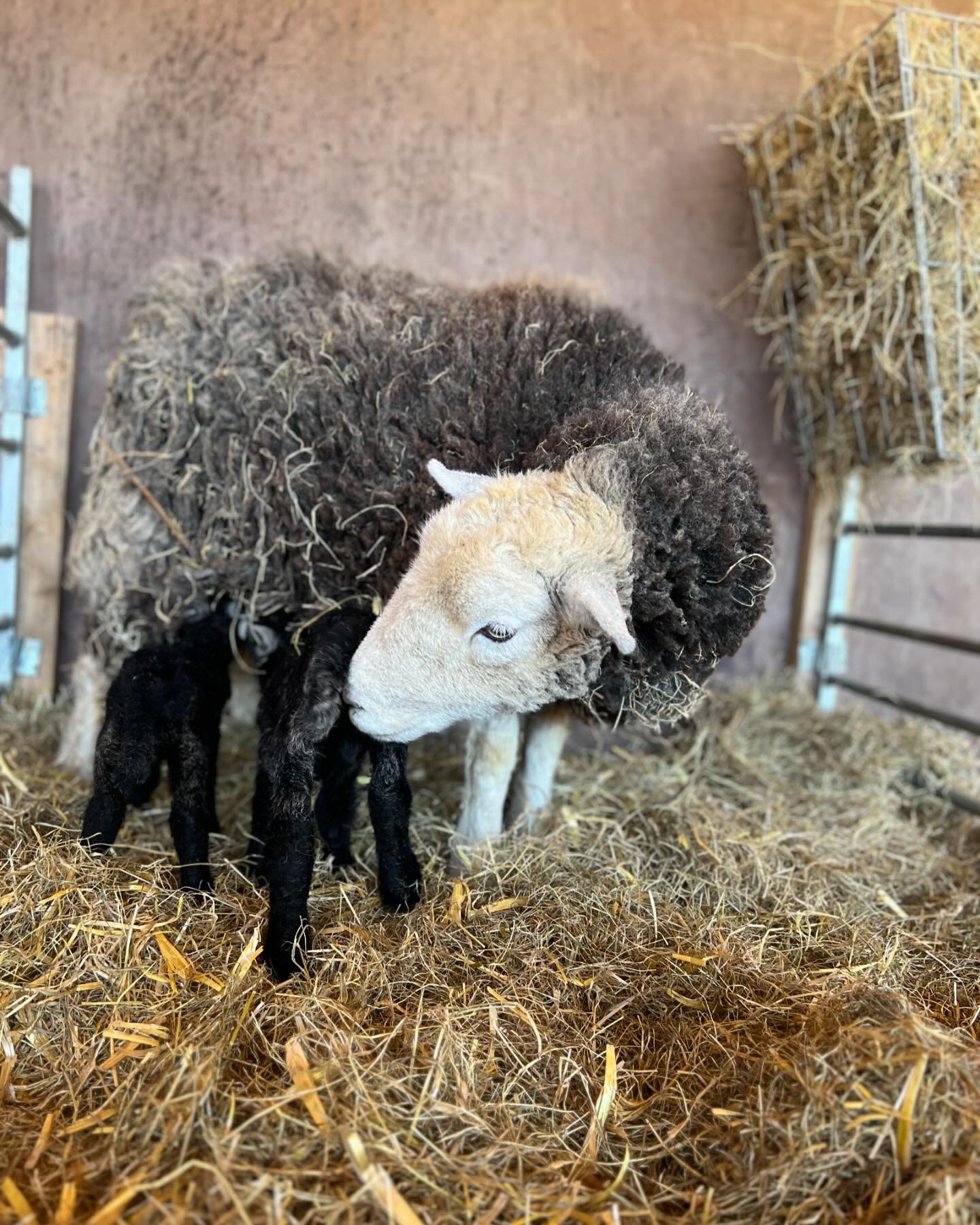 Welcome May, at last the weather is warmer and yesterday my last Herdwick lambed with a pair they are very tiny but perfectly good, looking forward to returning to my office now and planning for the months ahead.