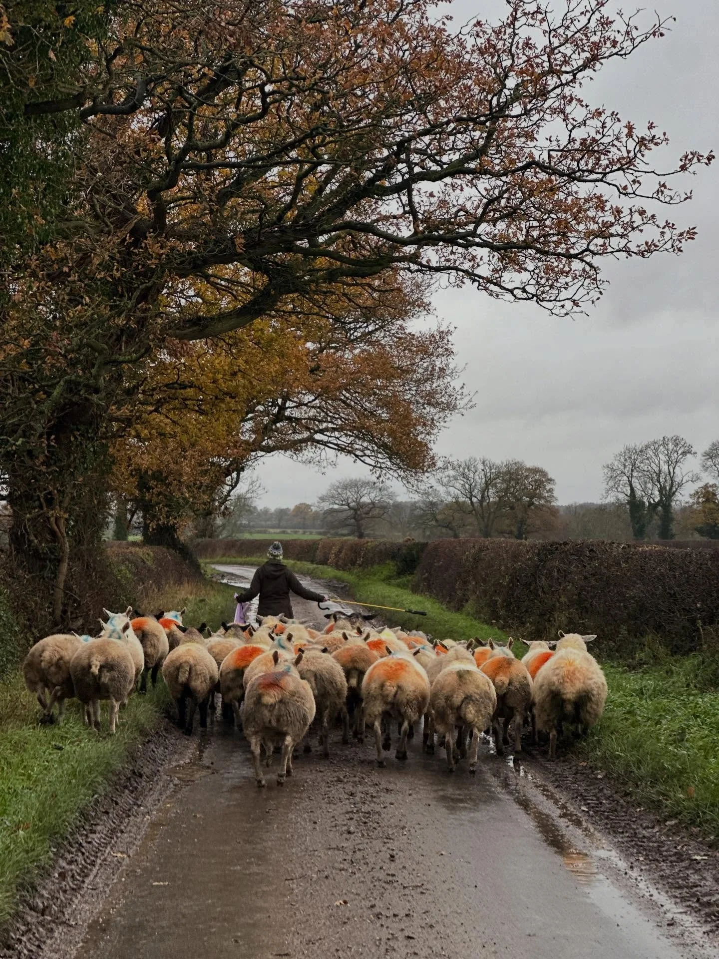 Busy day yesterday moving some of my ewes onto new fields, enjoyed getting back outside after a busy but brilliant month of Markets.