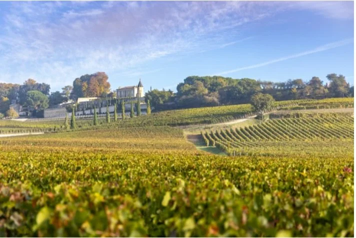Bordeaux Tasting Vineyard