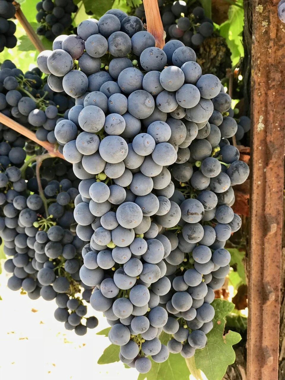 2018 Lodi Old Vine Zinfandel Frozen Grape Must