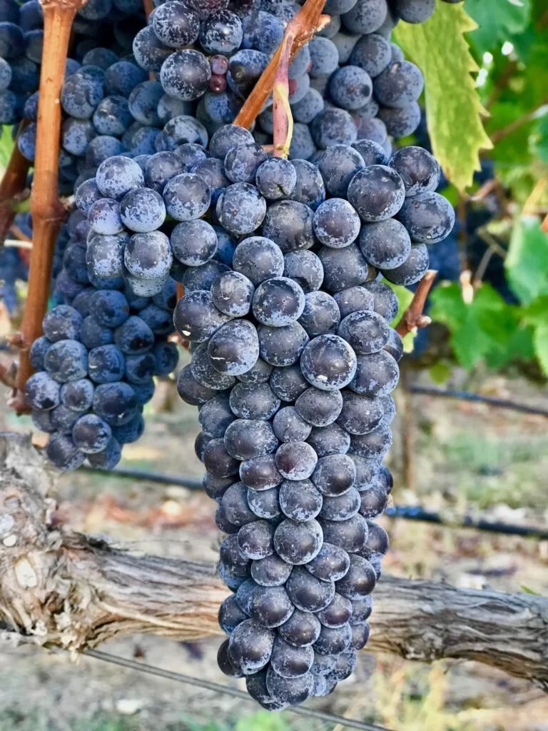 2018 Livermore Valley Sangiovese Frozen Grape Must