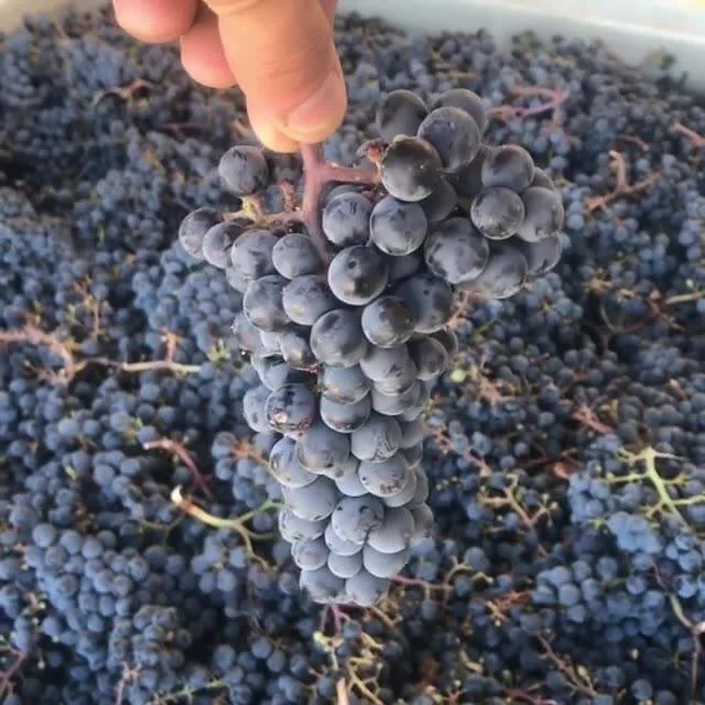 2018 Red Mountain Cabernet Franc Frozen Grape Must