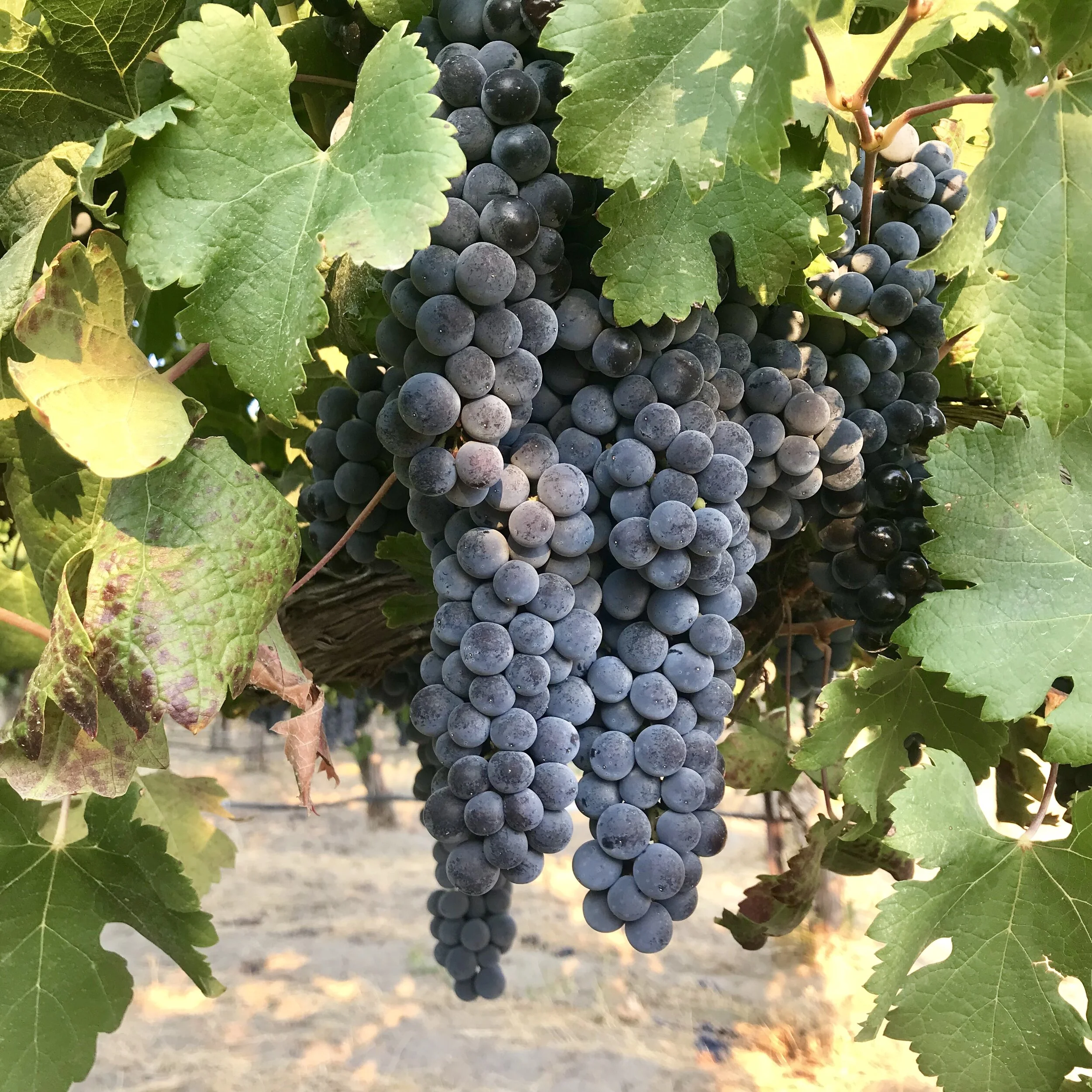 2018 Red Mountain Merlot Frozen Grape Must
