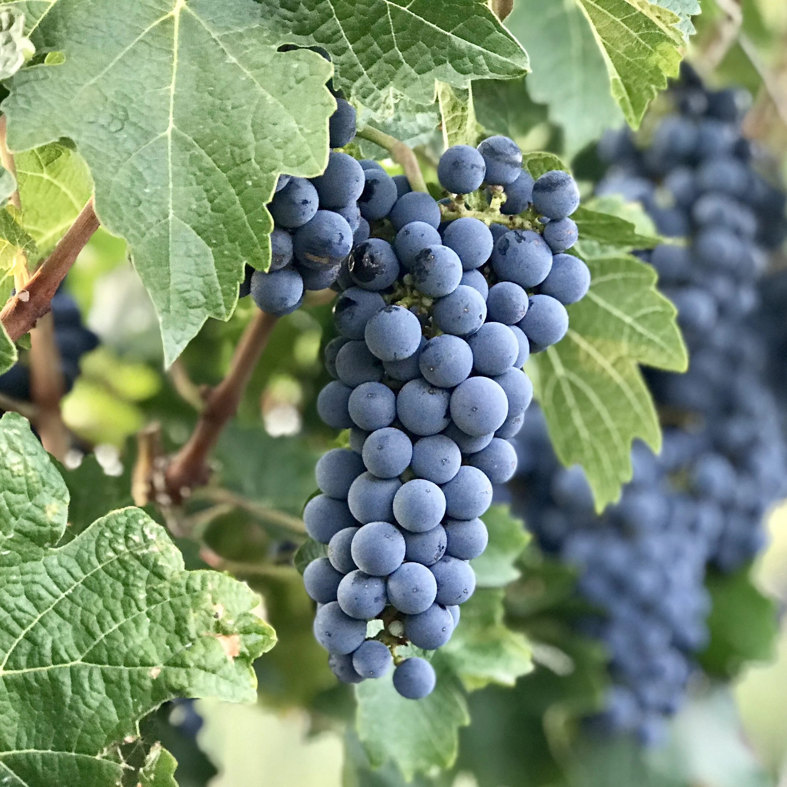 Shop — Wine Grapes Direct