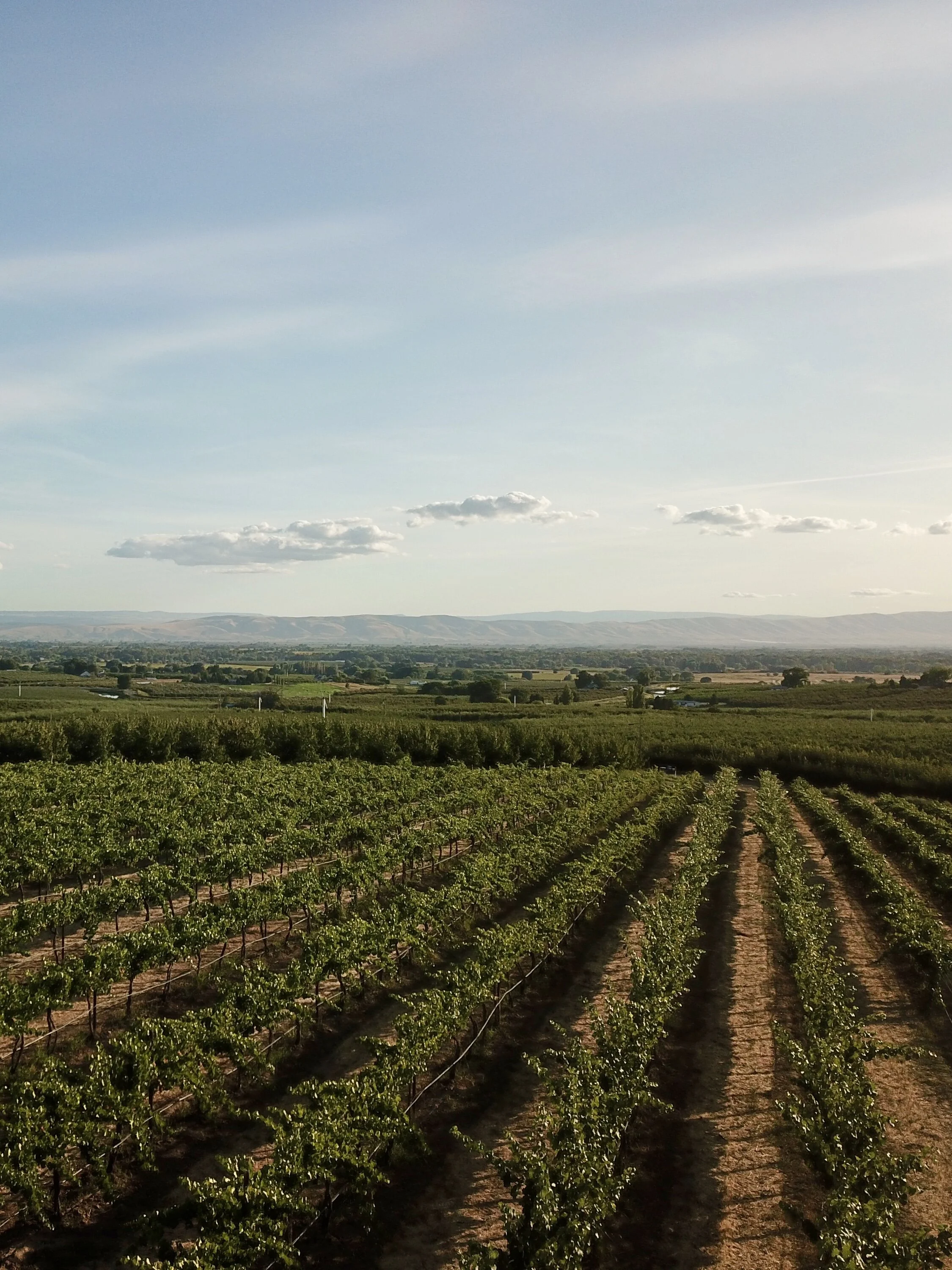 Shop — Wine Grapes Direct