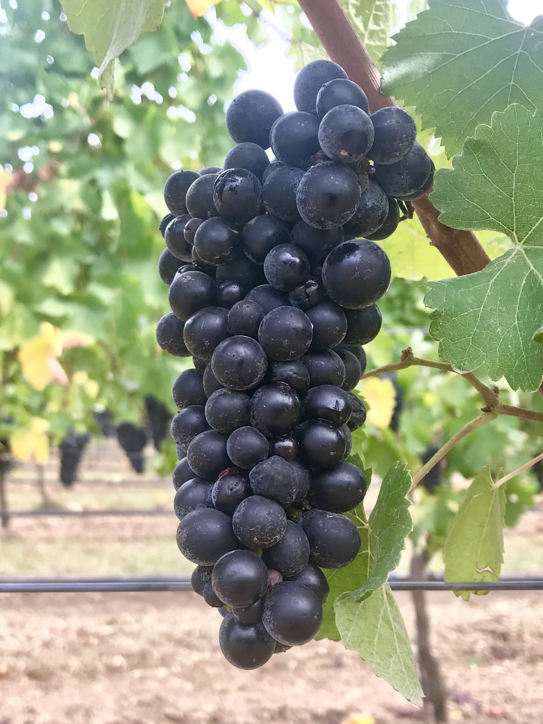 2018 Chehalem Mountains Pinot Noir Frozen Grape Must