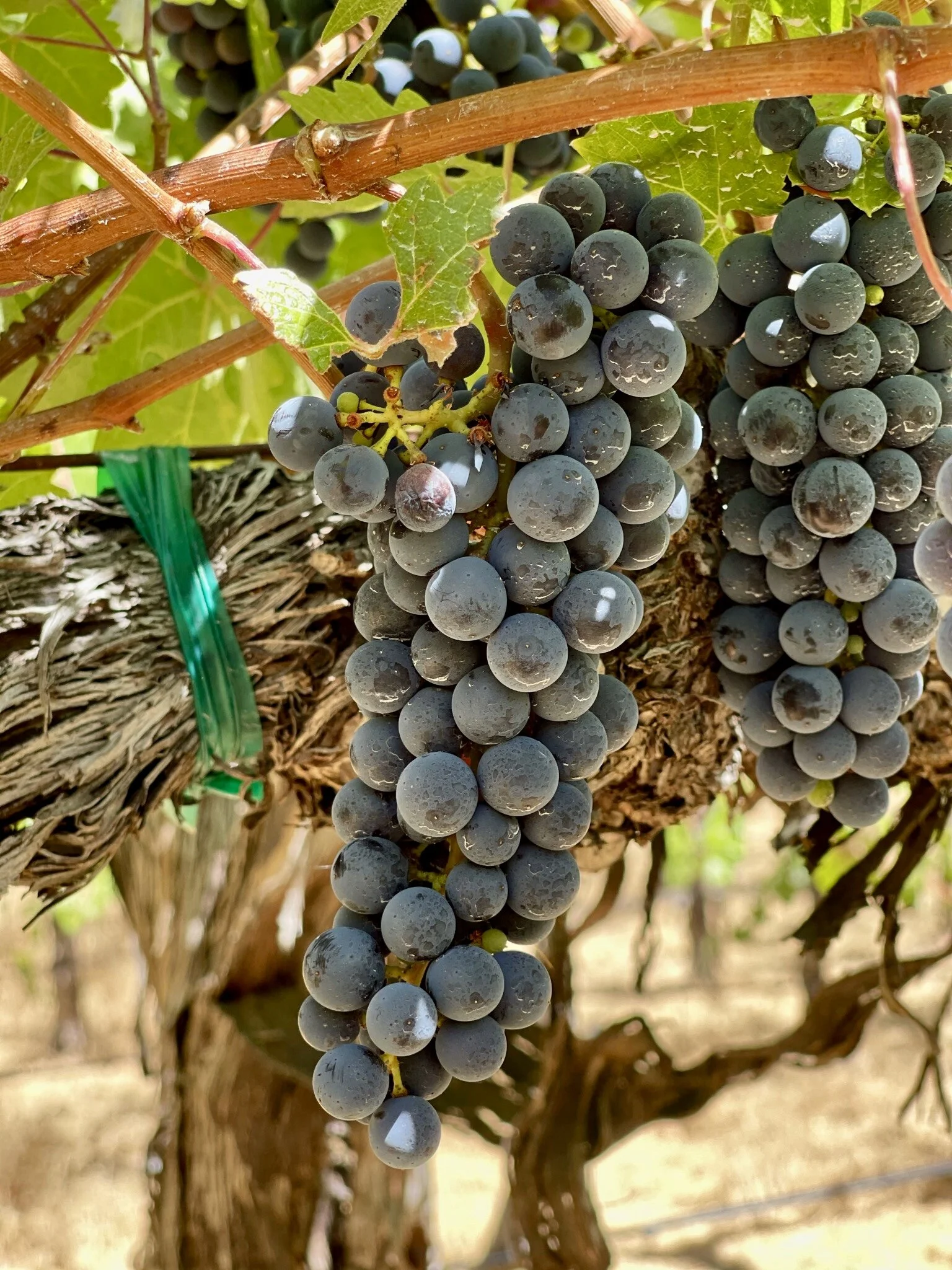 Shop — Wine Grapes Direct