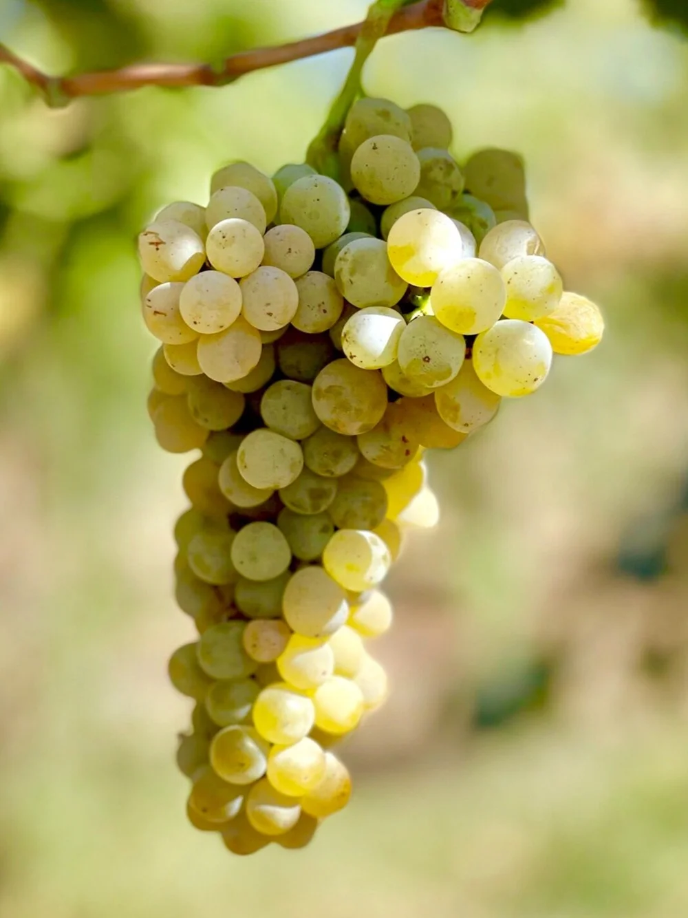 Chenin Blanc Grapes