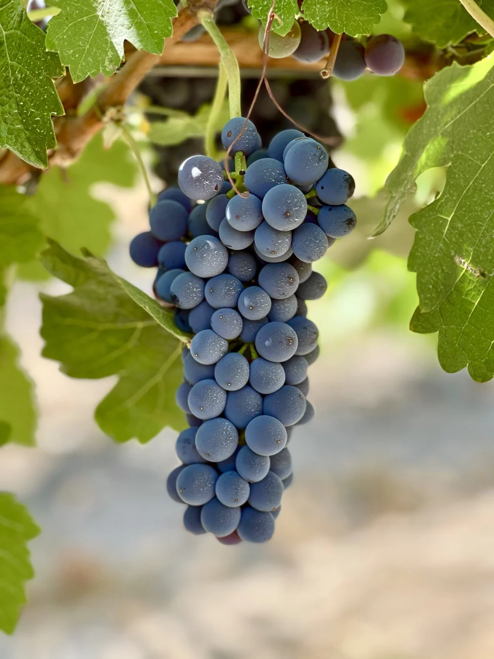 Cabernet Sauvignon Organic Grape Vines For Sale Buy Cabernet