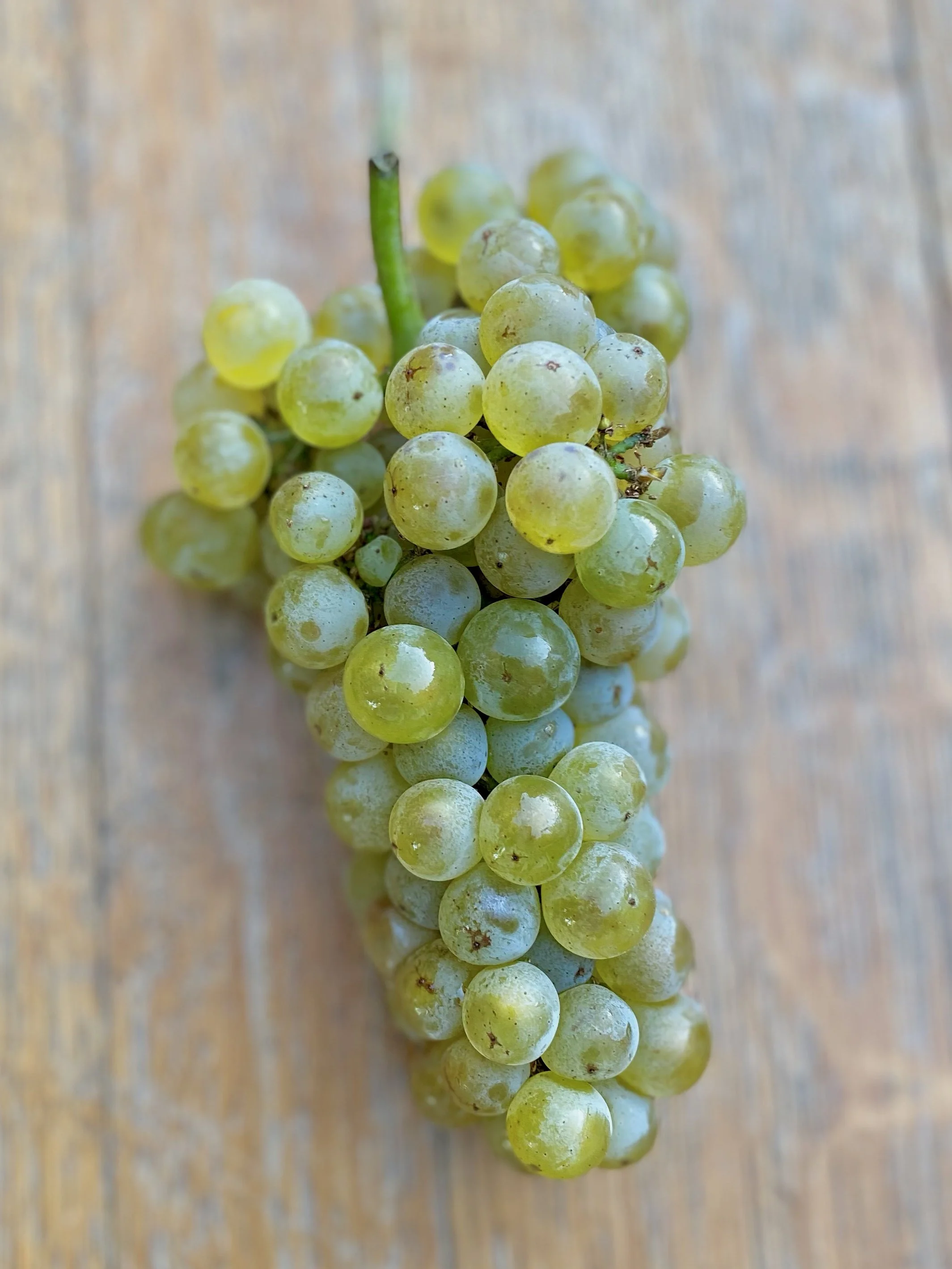 Shop — Wine Grapes Direct