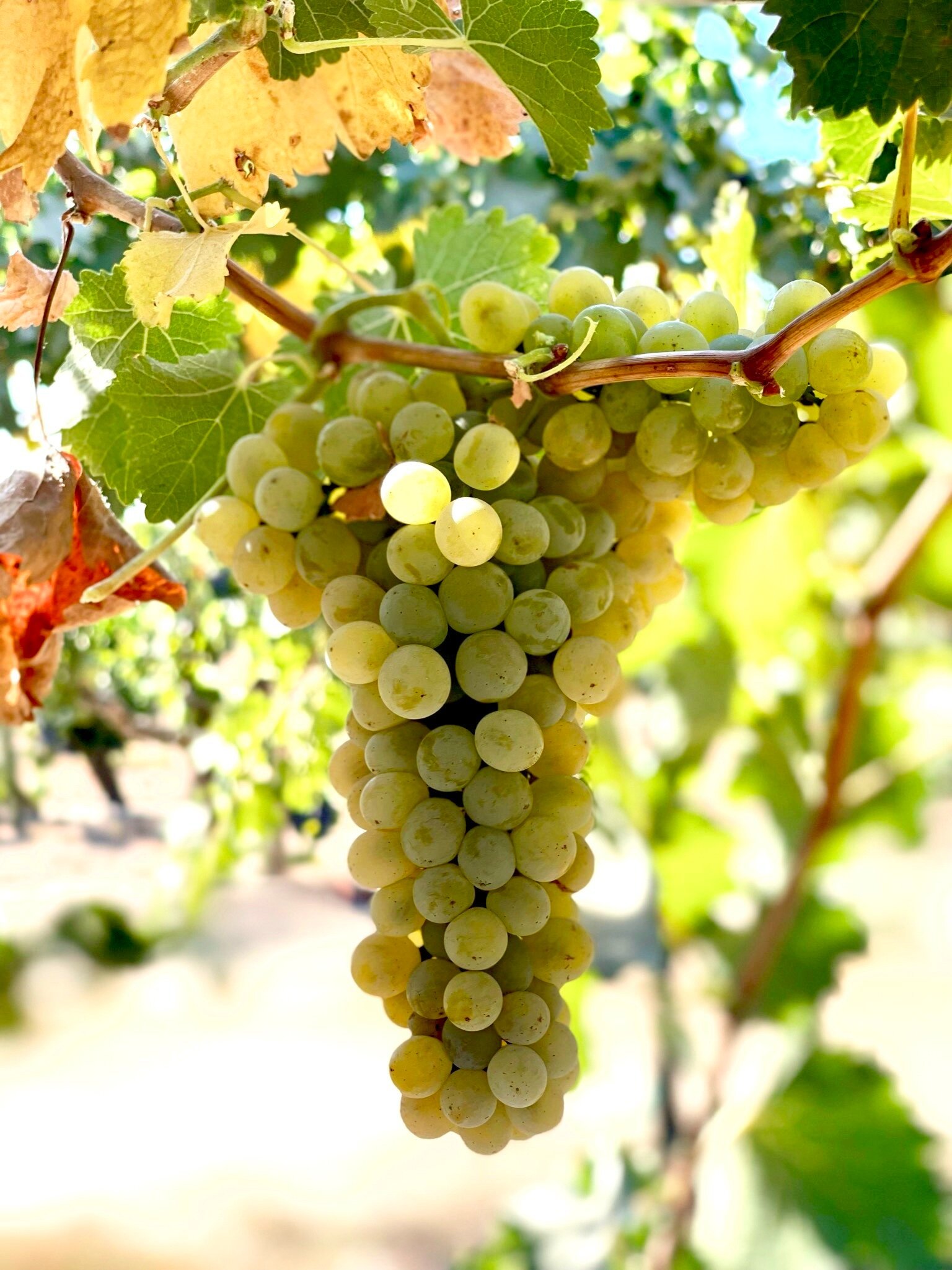Chenin Blanc — Wine Grapes Direct