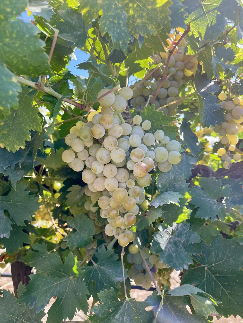 2022 Muscat of Alexandria Fresno CA Frozen Grape Juice — Wine