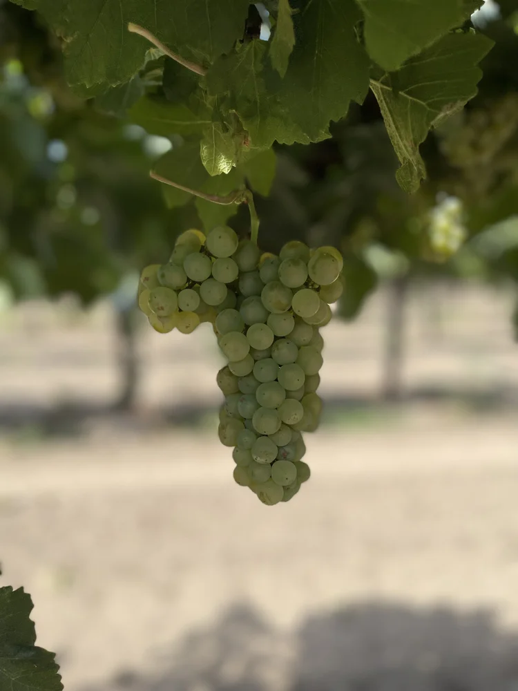 Shop — Wine Grapes Direct