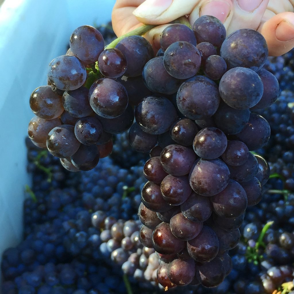 PinotGris_cart-1024x1024.jpeg